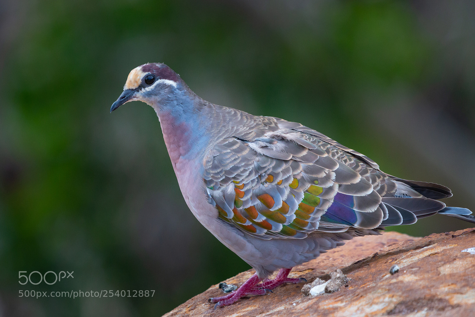 Canon EOS 70D sample photo. Common bronzewing photography