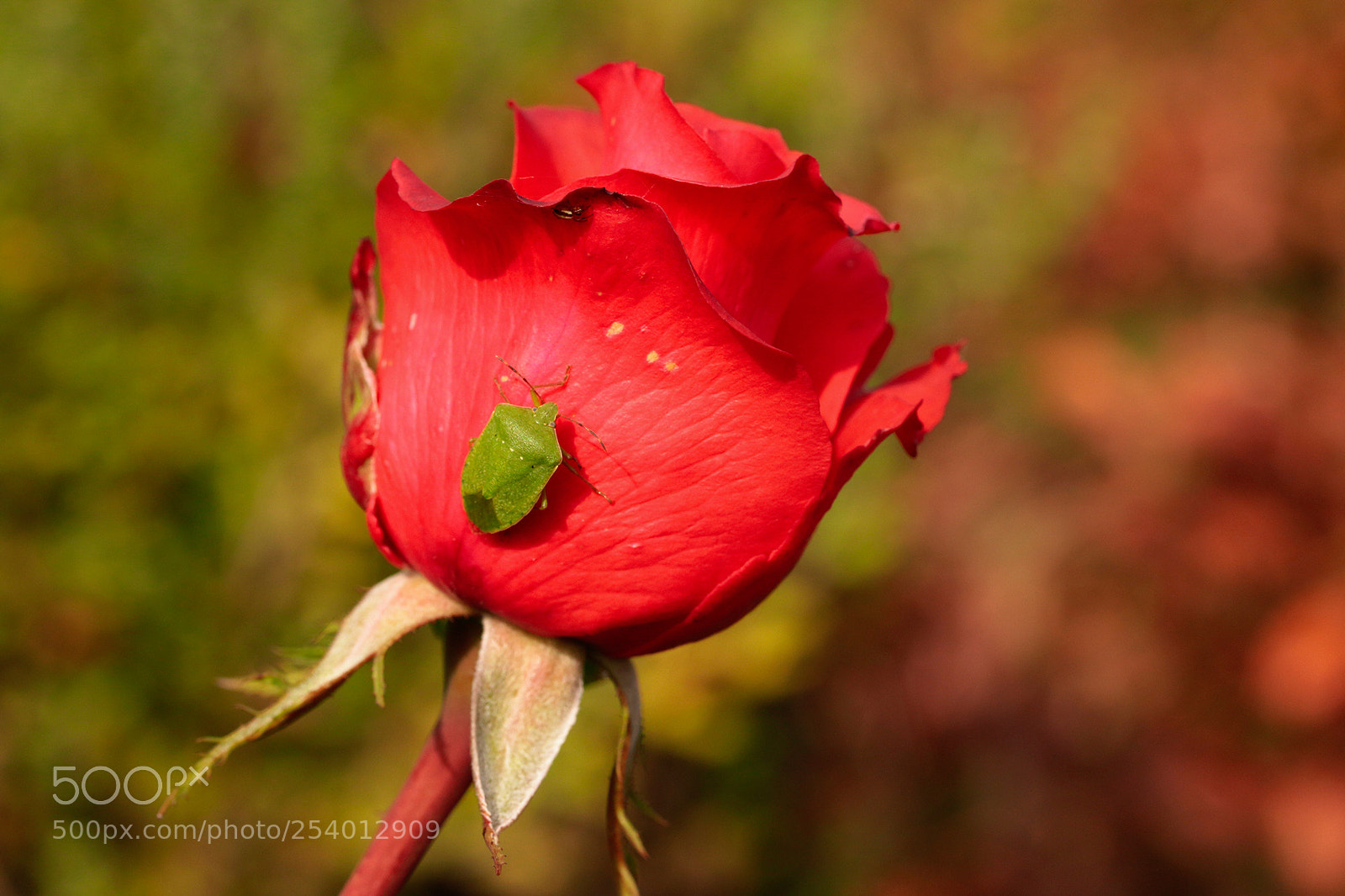 Canon EOS 70D sample photo. Untitled photography
