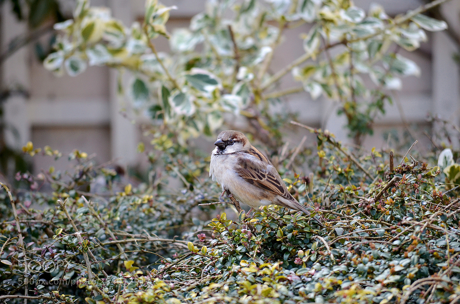 Nikon D5100 sample photo. Sparrow photography