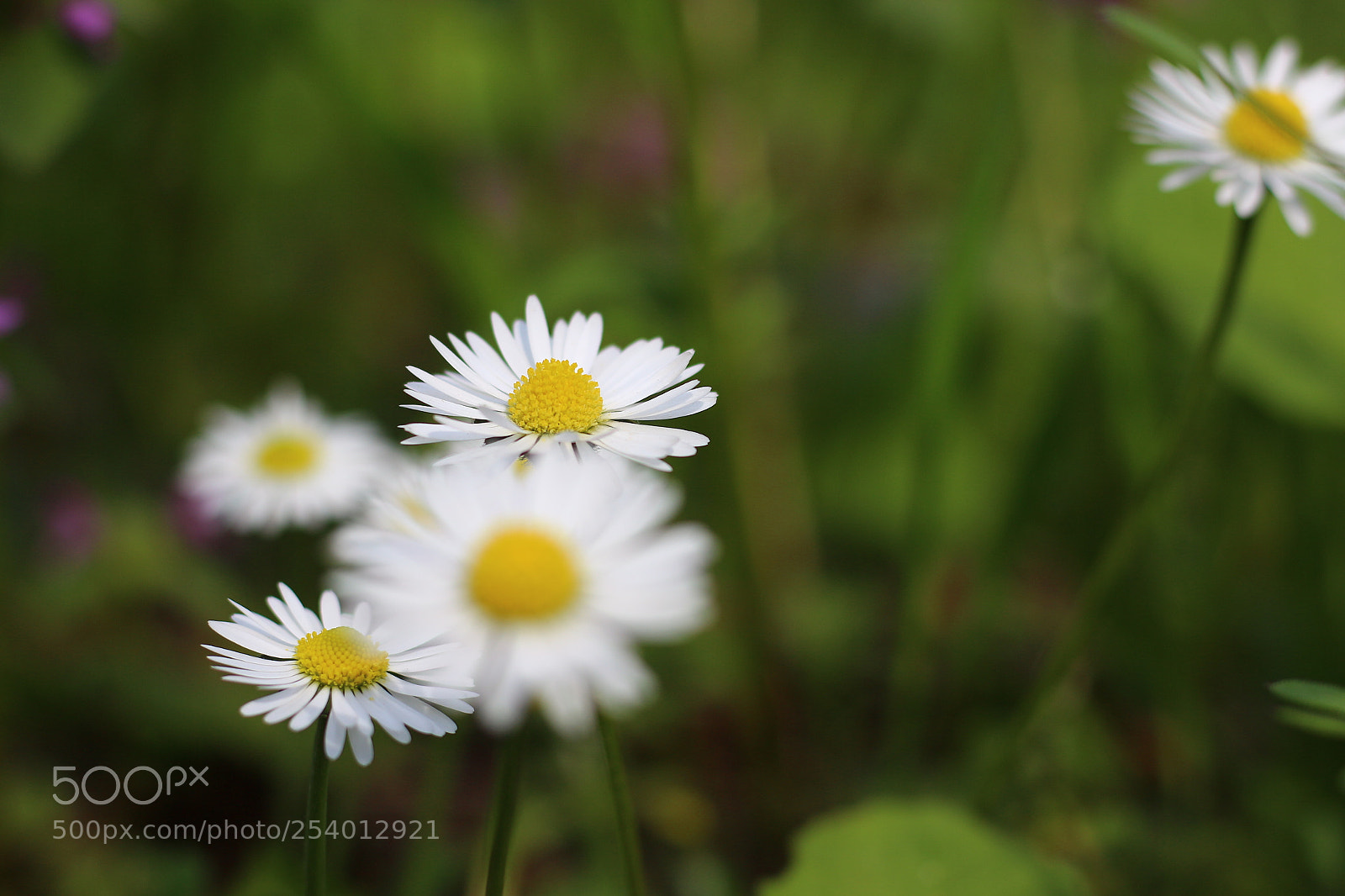 Canon EOS 700D (EOS Rebel T5i / EOS Kiss X7i) + Canon EF 50mm F1.8 STM sample photo. Chromatique ii photography