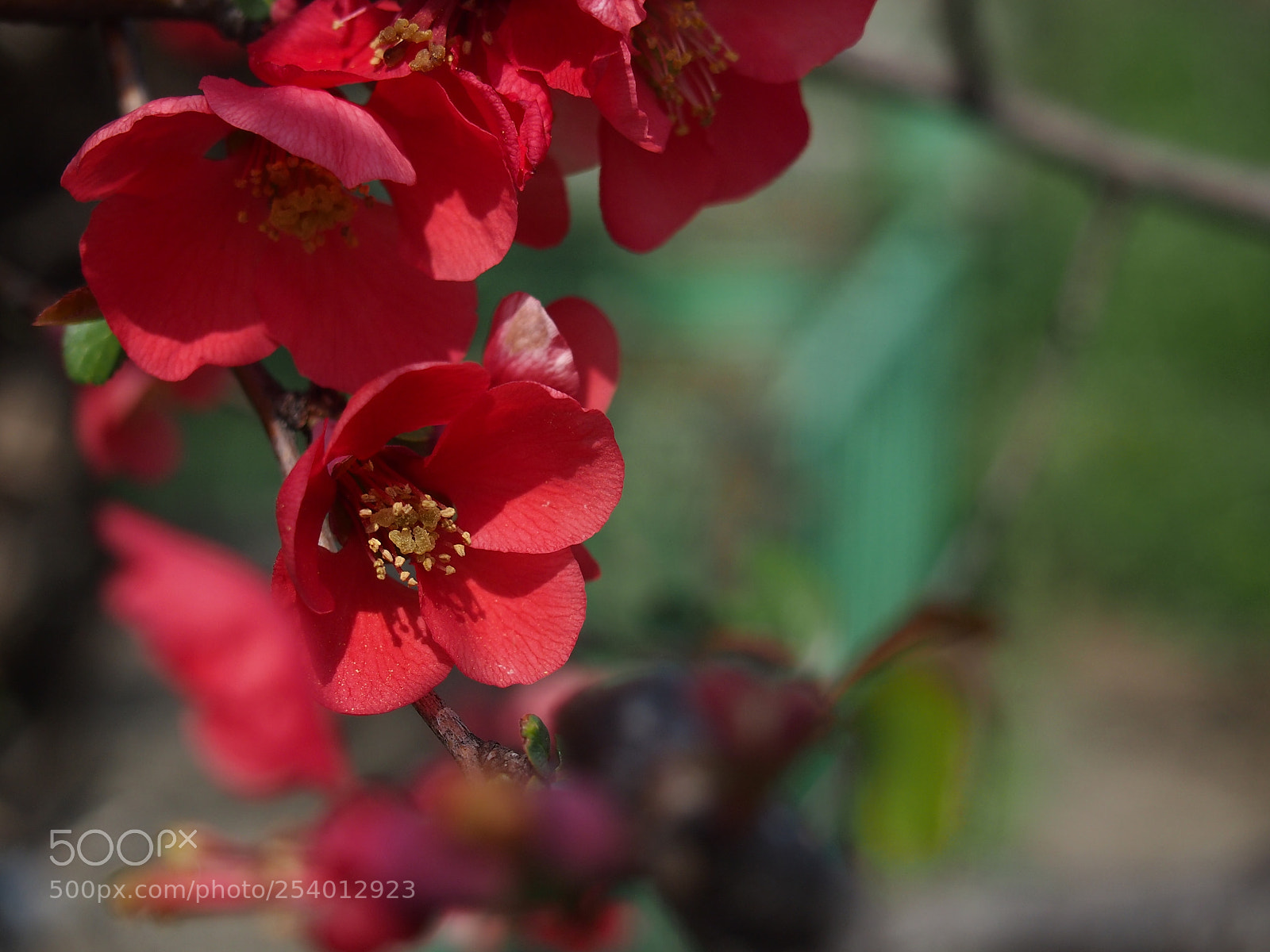 Olympus PEN E-PL3 sample photo. Chromatique ii photography