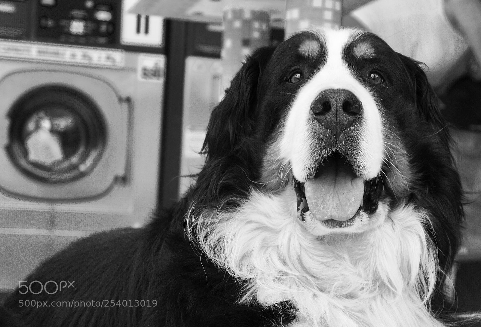 Sony Alpha NEX-5 sample photo. Waiting for the laundry... photography