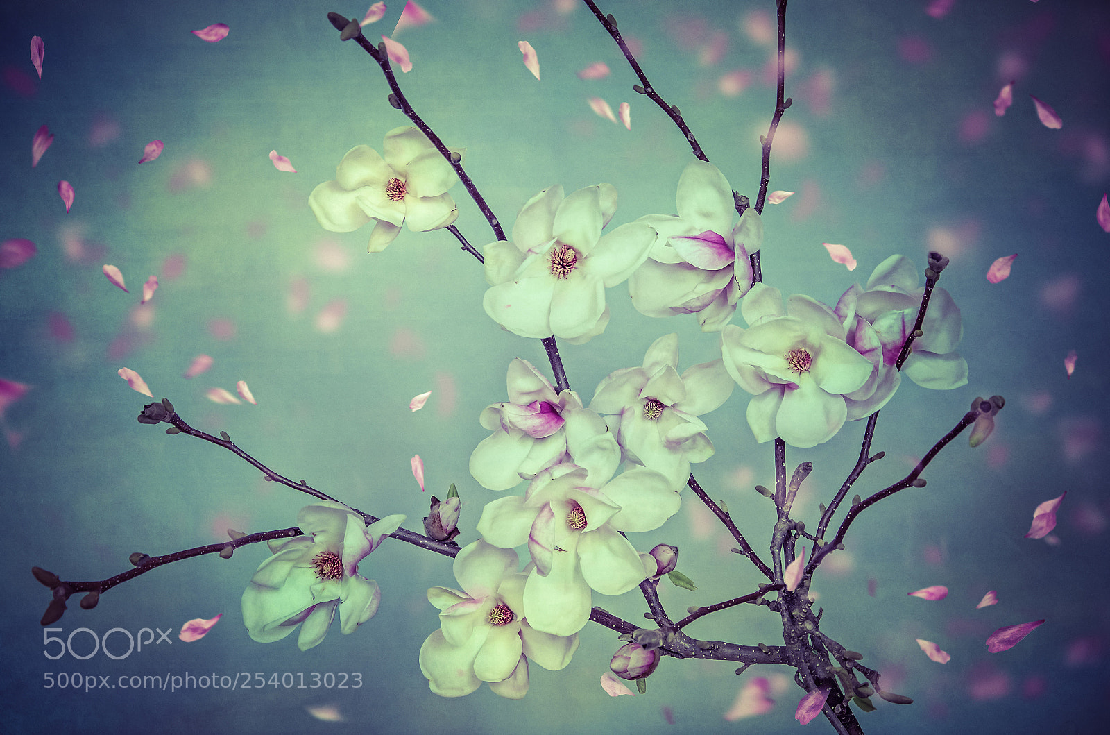 Nikon D7000 sample photo. Magnolia spring photography
