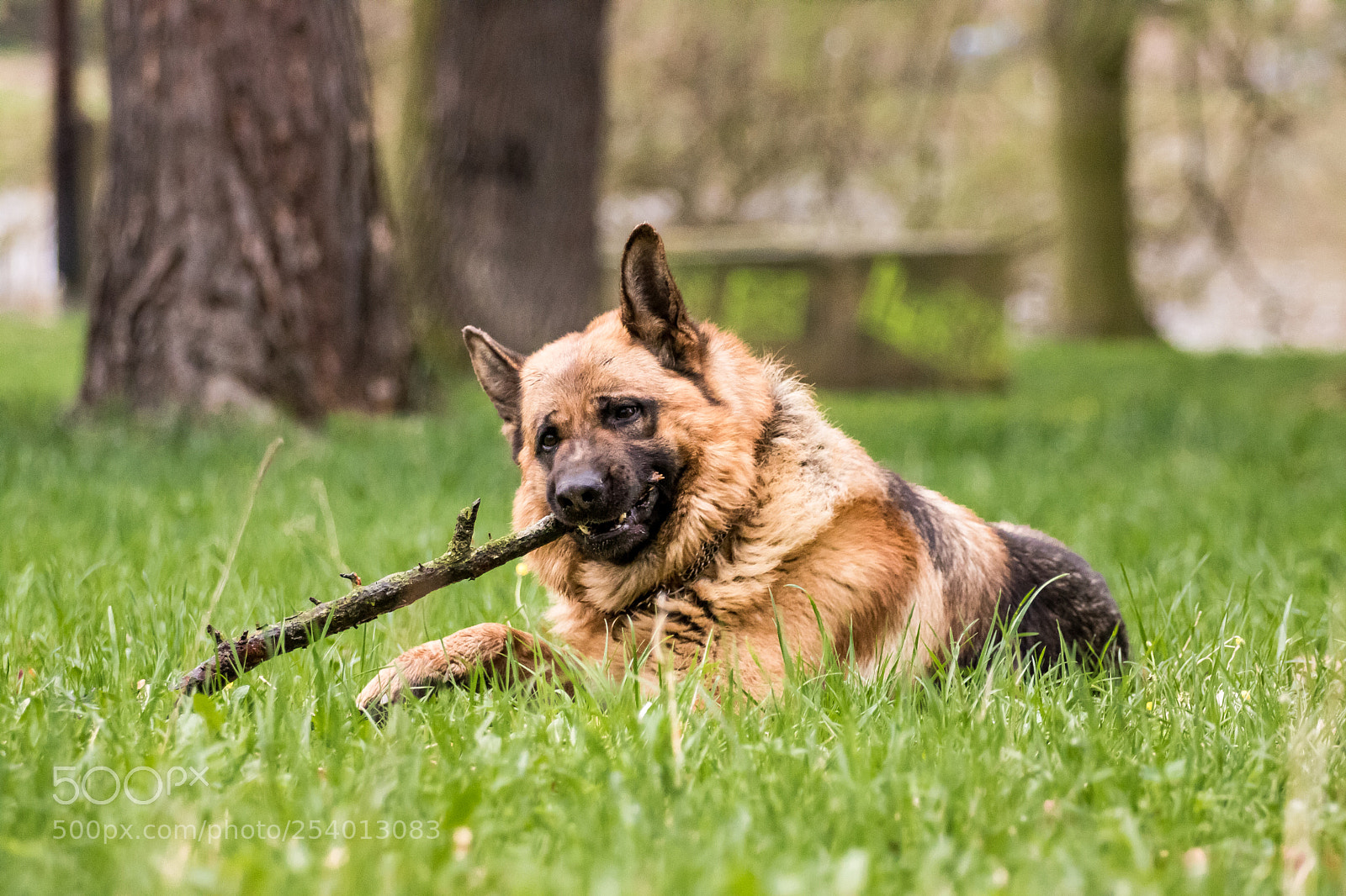 Canon EOS 750D (EOS Rebel T6i / EOS Kiss X8i) sample photo. German sheperd- dargo :) photography