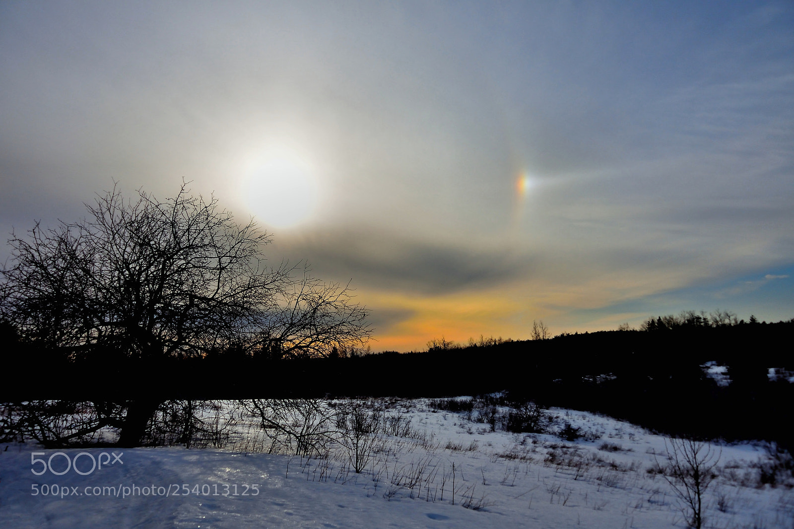 Nikon 1 J5 sample photo. Apple tree and sundog photography