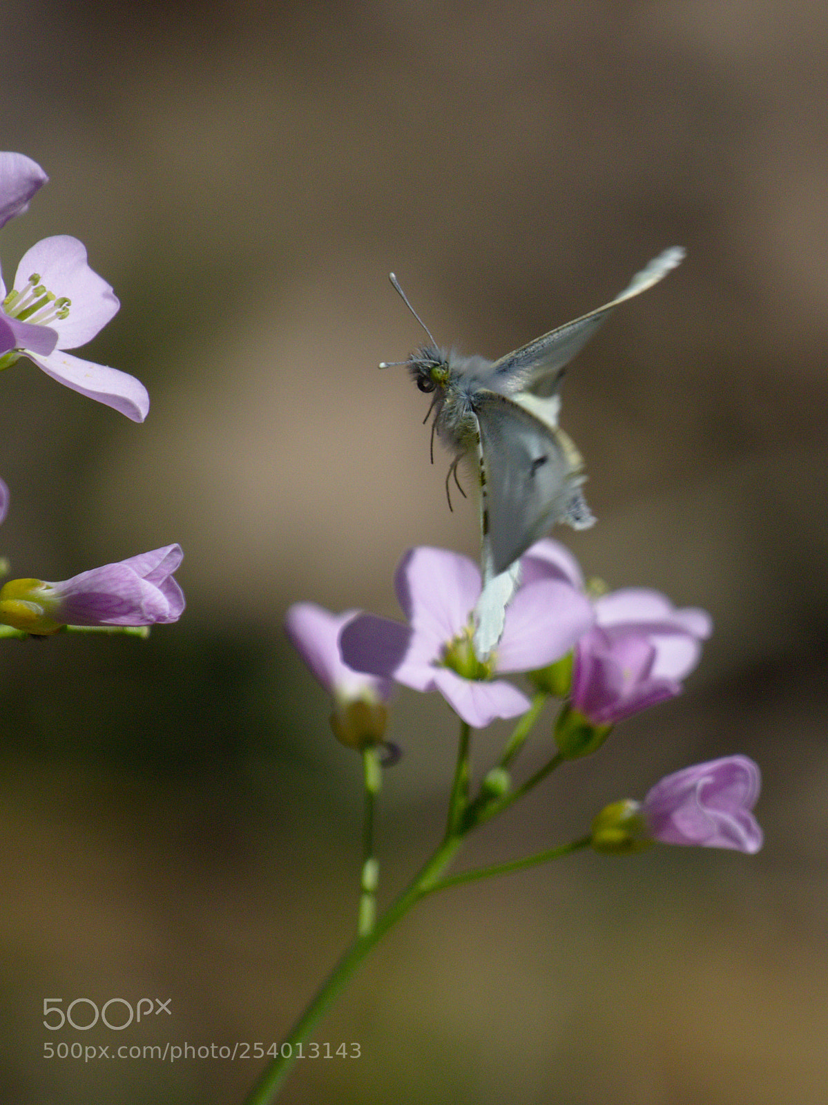 Olympus OM-D E-M10 sample photo. Spring is here! photography
