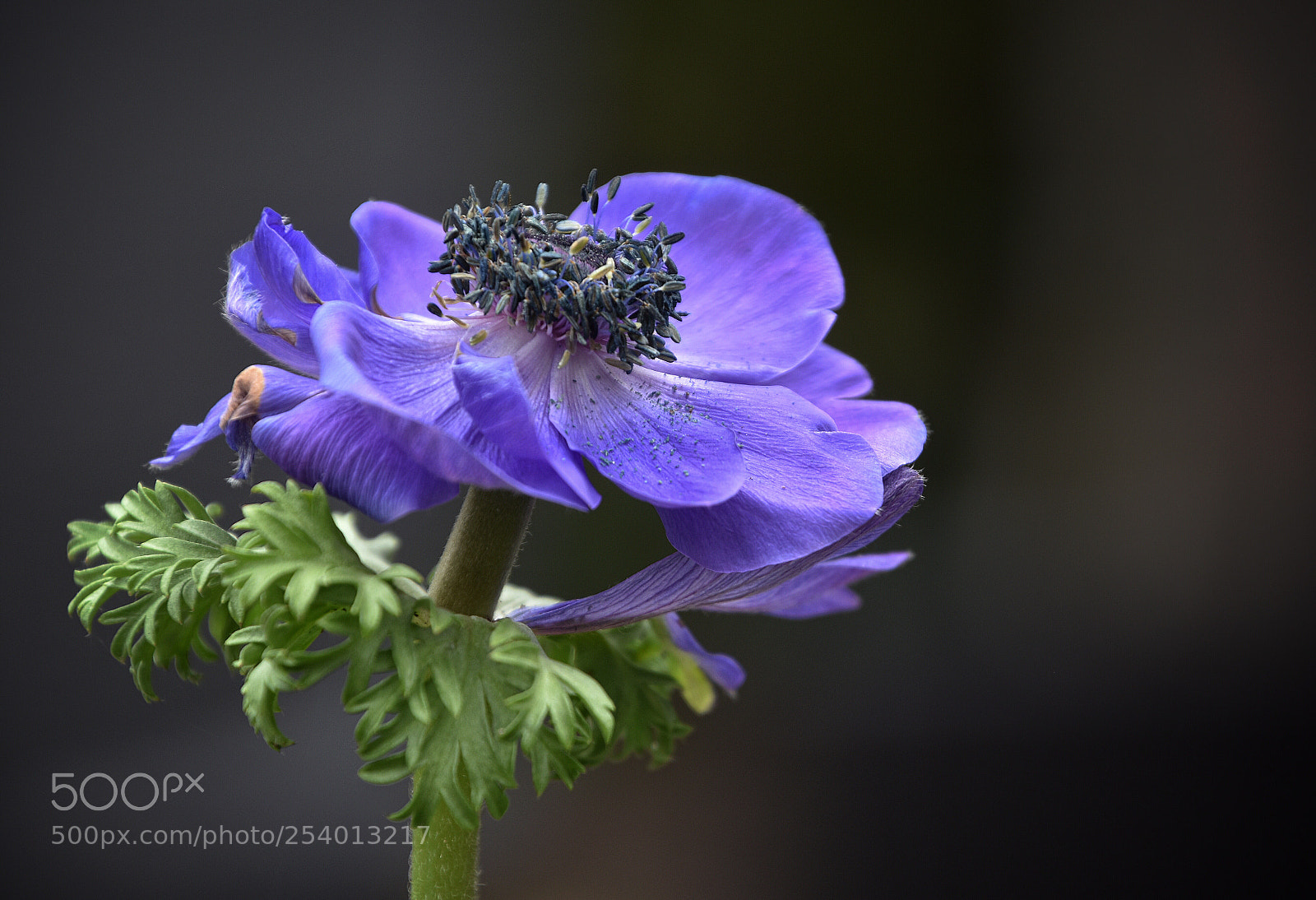 Nikon D7200 sample photo. A purple flower photography