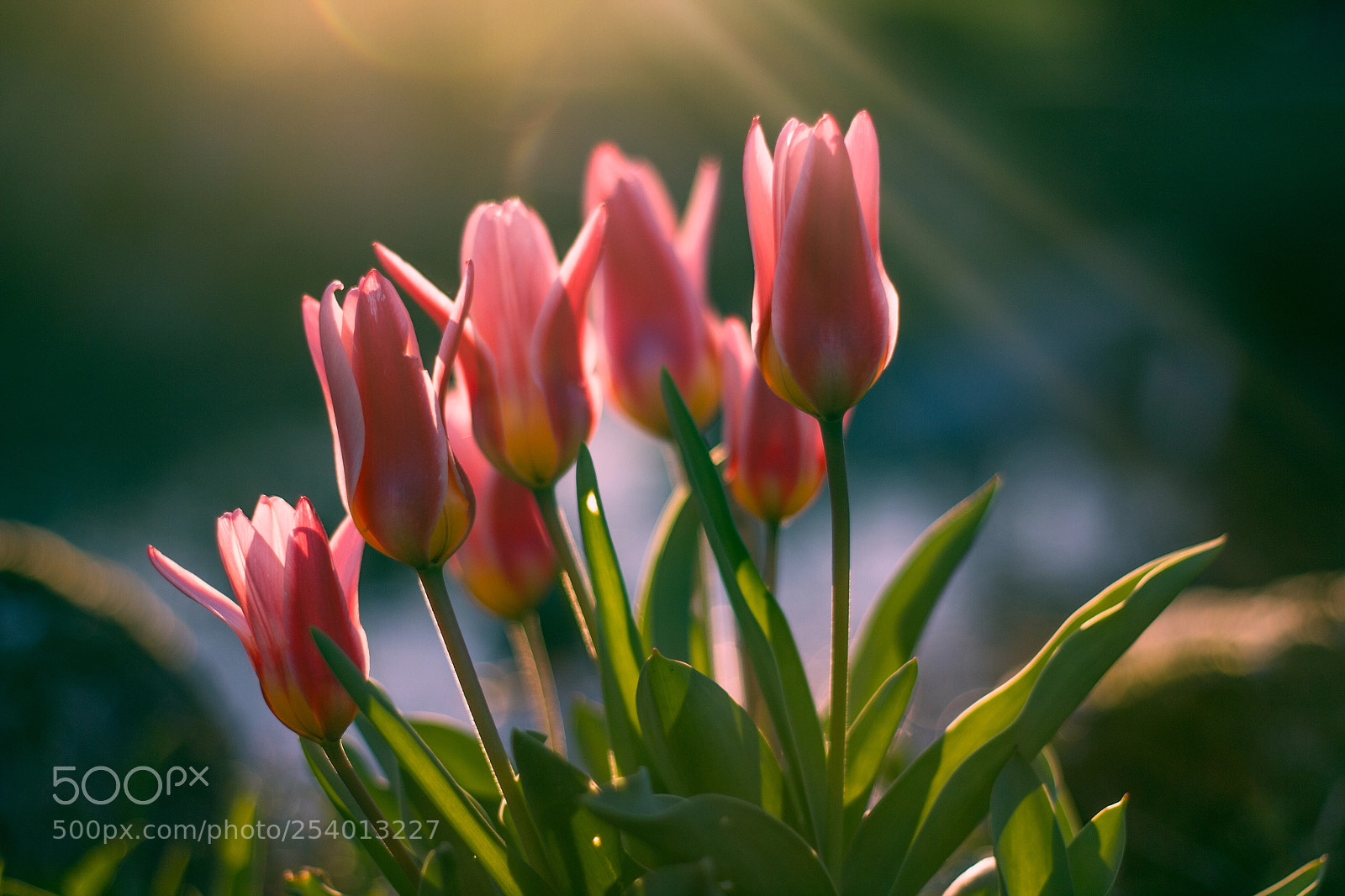Canon EOS 7D sample photo. Flower sunset photography