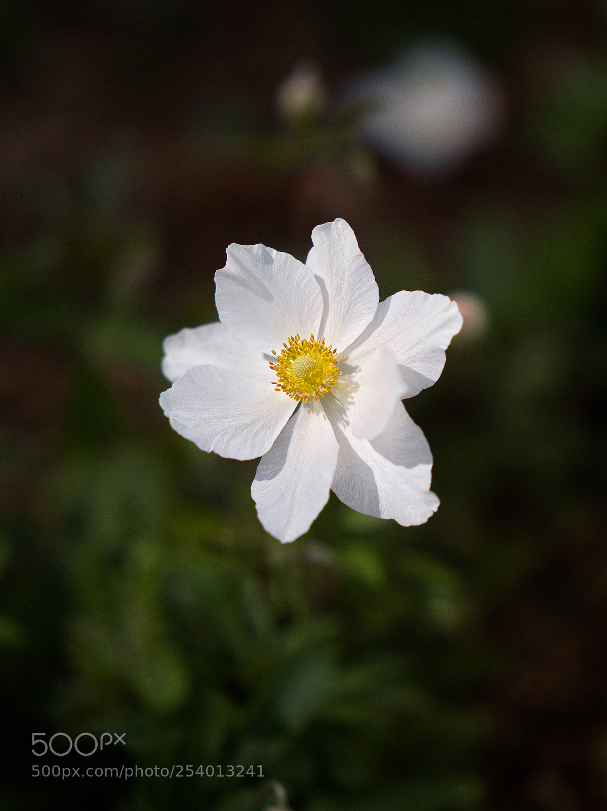 Panasonic Lumix DC-GH5 sample photo. *** photography
