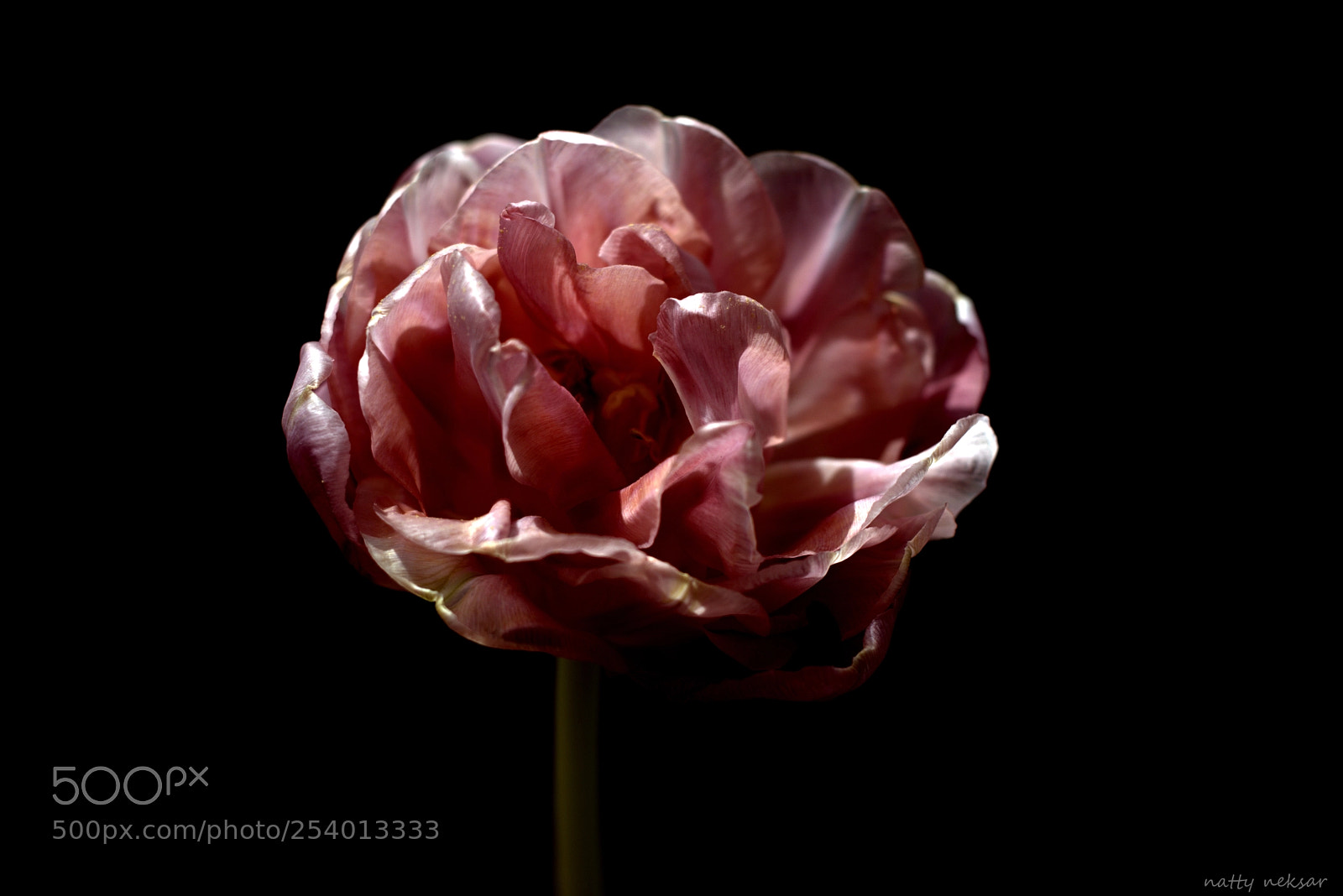 Nikon D5300 sample photo. Tulip...#47 photography