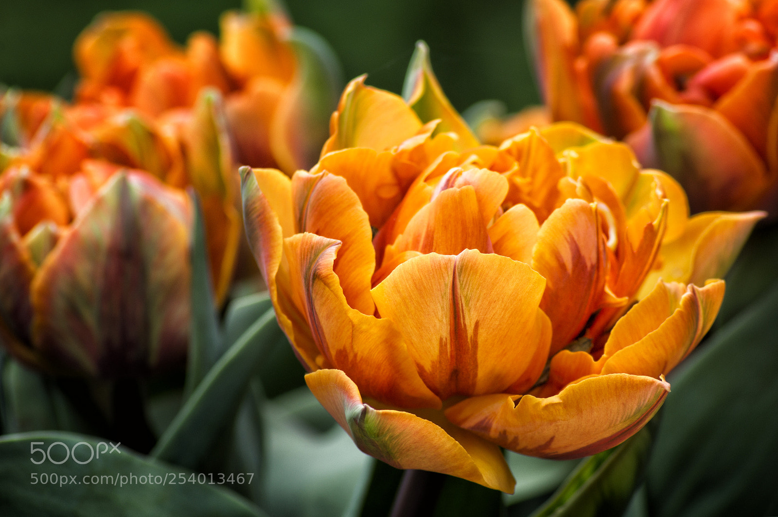 Sony SLT-A77 sample photo. Tulips photography