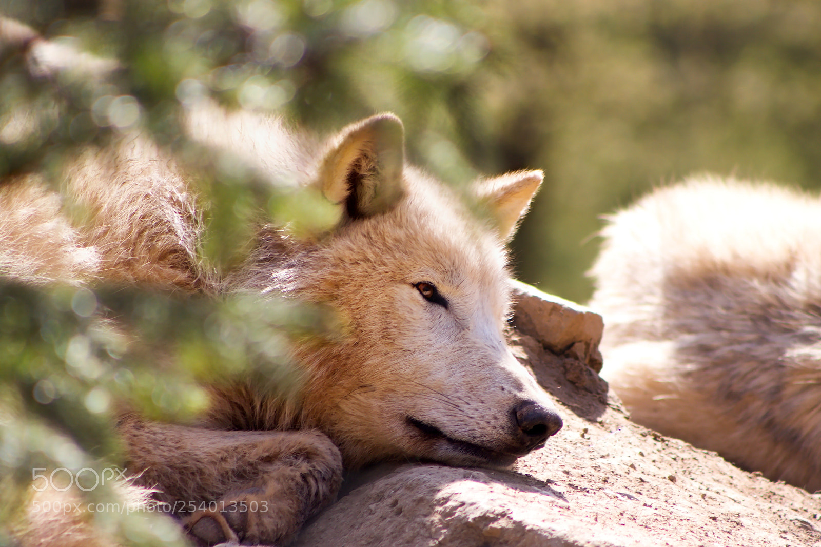 Canon EOS 500D (EOS Rebel T1i / EOS Kiss X3) sample photo. Arctic wolf photography