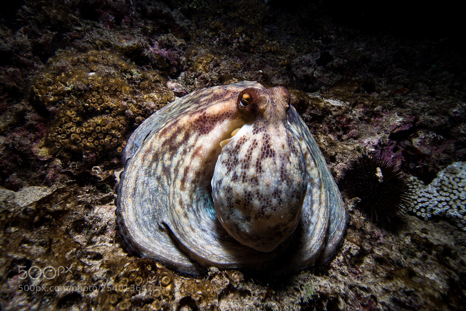 Canon EOS 100D (EOS Rebel SL1 / EOS Kiss X7) sample photo. Very hungry octopus photography