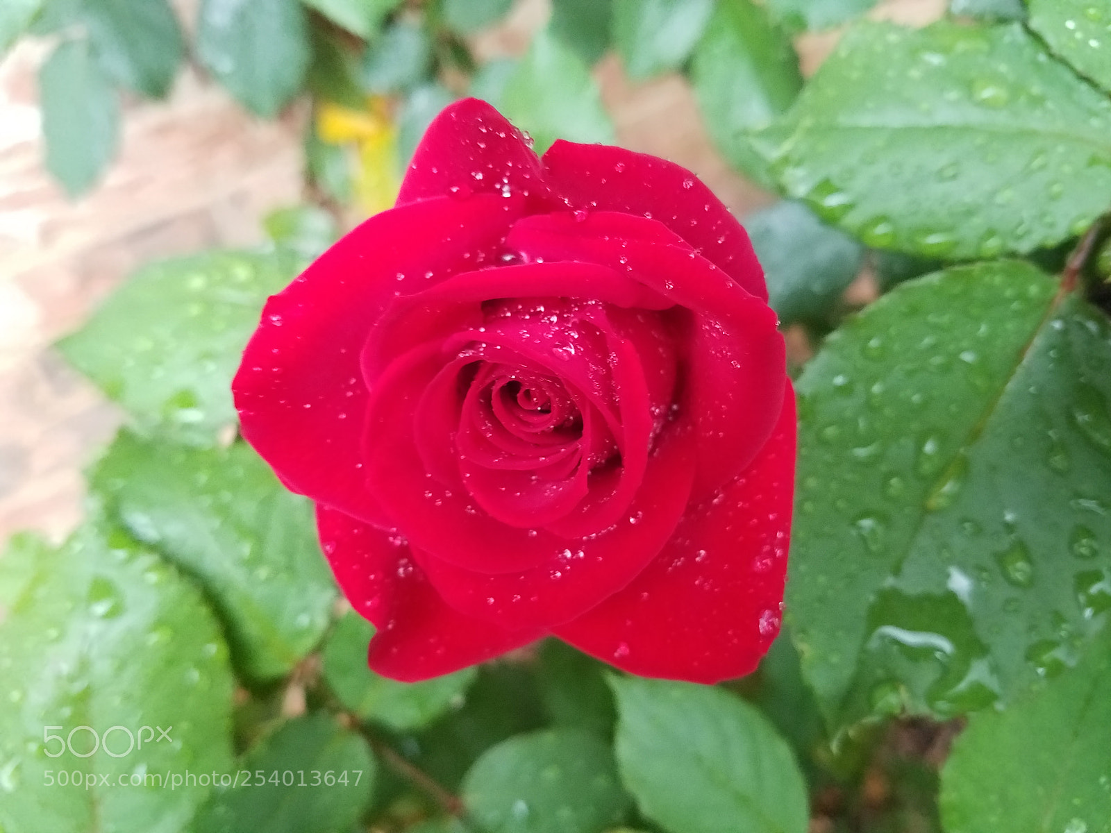 Samsung Galaxy S7 sample photo. Wet rose photography