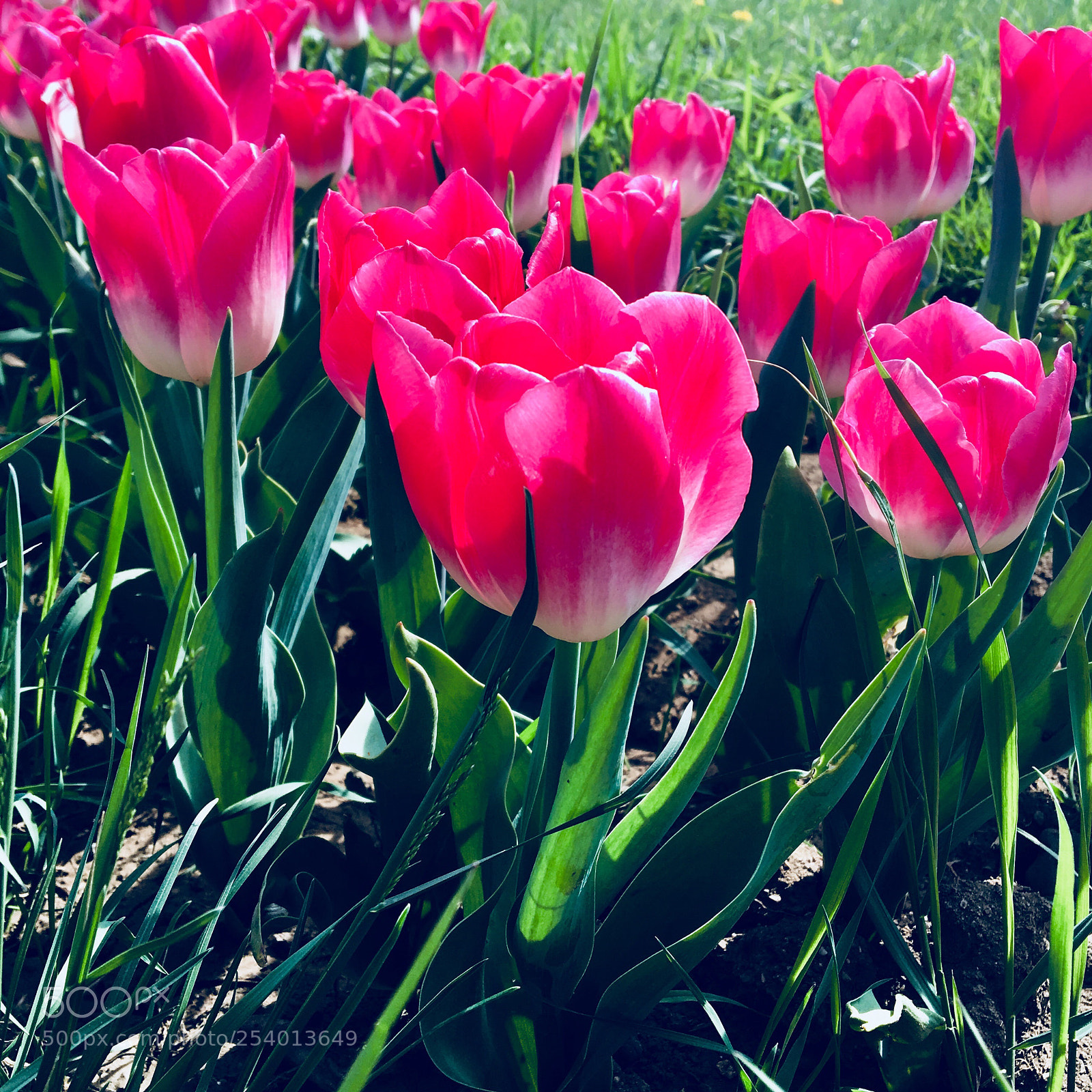 Apple iPhone 6s sample photo. Untitled photography