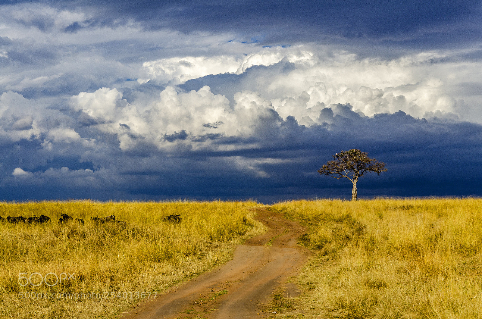 Nikon D7000 sample photo. Storm brewing over african photography