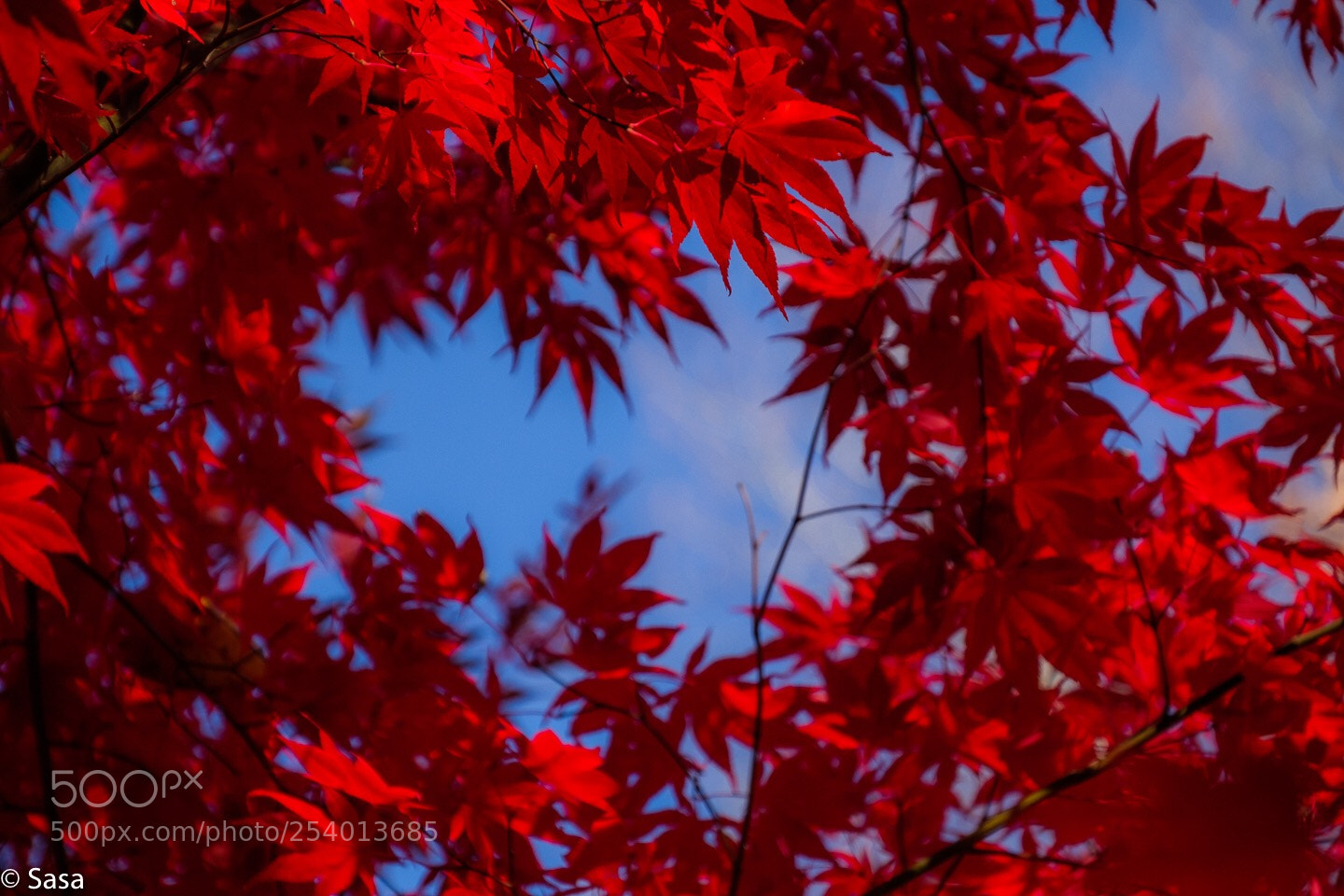 Fujifilm X-Pro2 sample photo. Fall photography