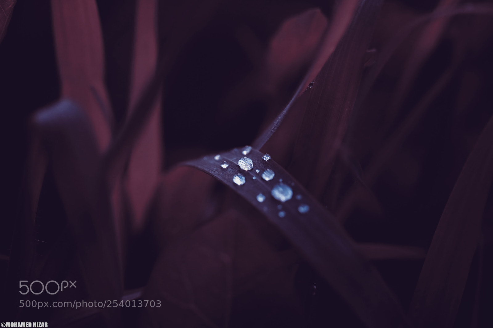 Canon EOS 760D (EOS Rebel T6s / EOS 8000D) sample photo. Macro water photography
