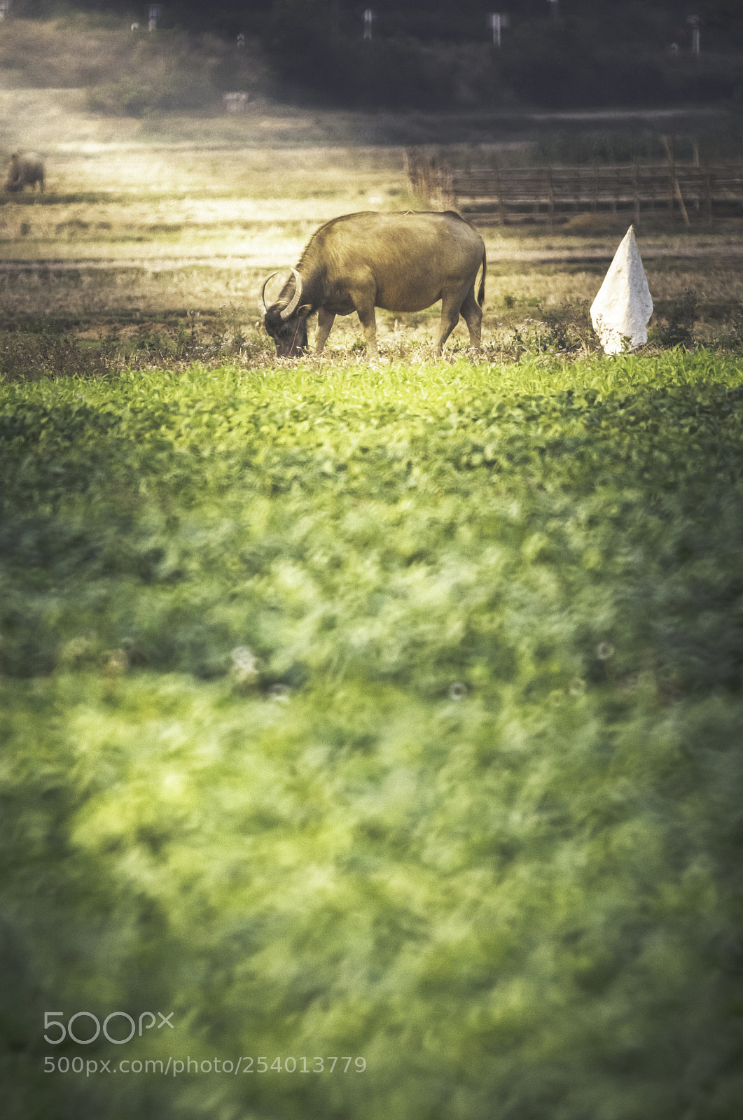 Nikon D810 sample photo. Buffalo eating grass photography