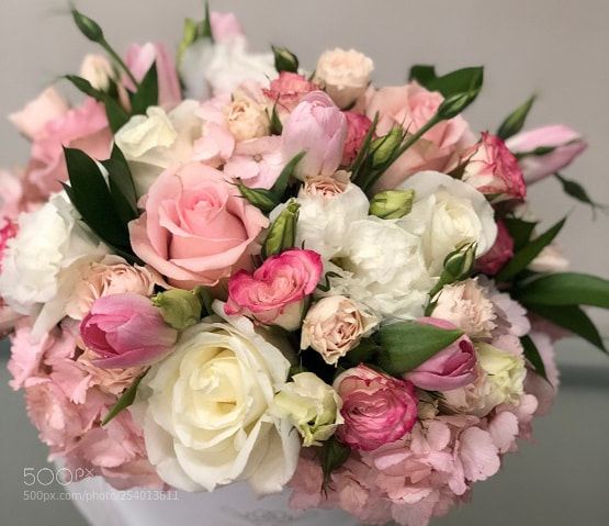 Apple iPhone 8 Plus sample photo. ^eaedcdbccecaacccdca^pimgpsh fullsize distr photography