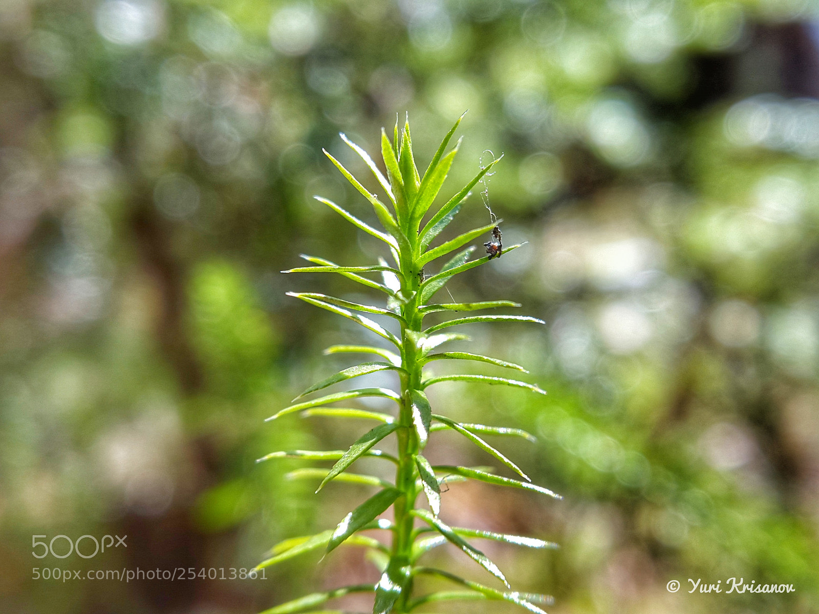 Samsung Galaxy Alpha sample photo. The moss in the photography