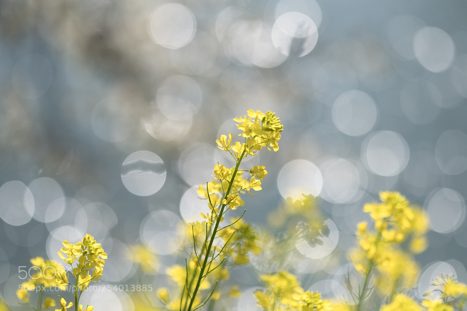 Fujifilm X-T2 sample photo. Untitled photography