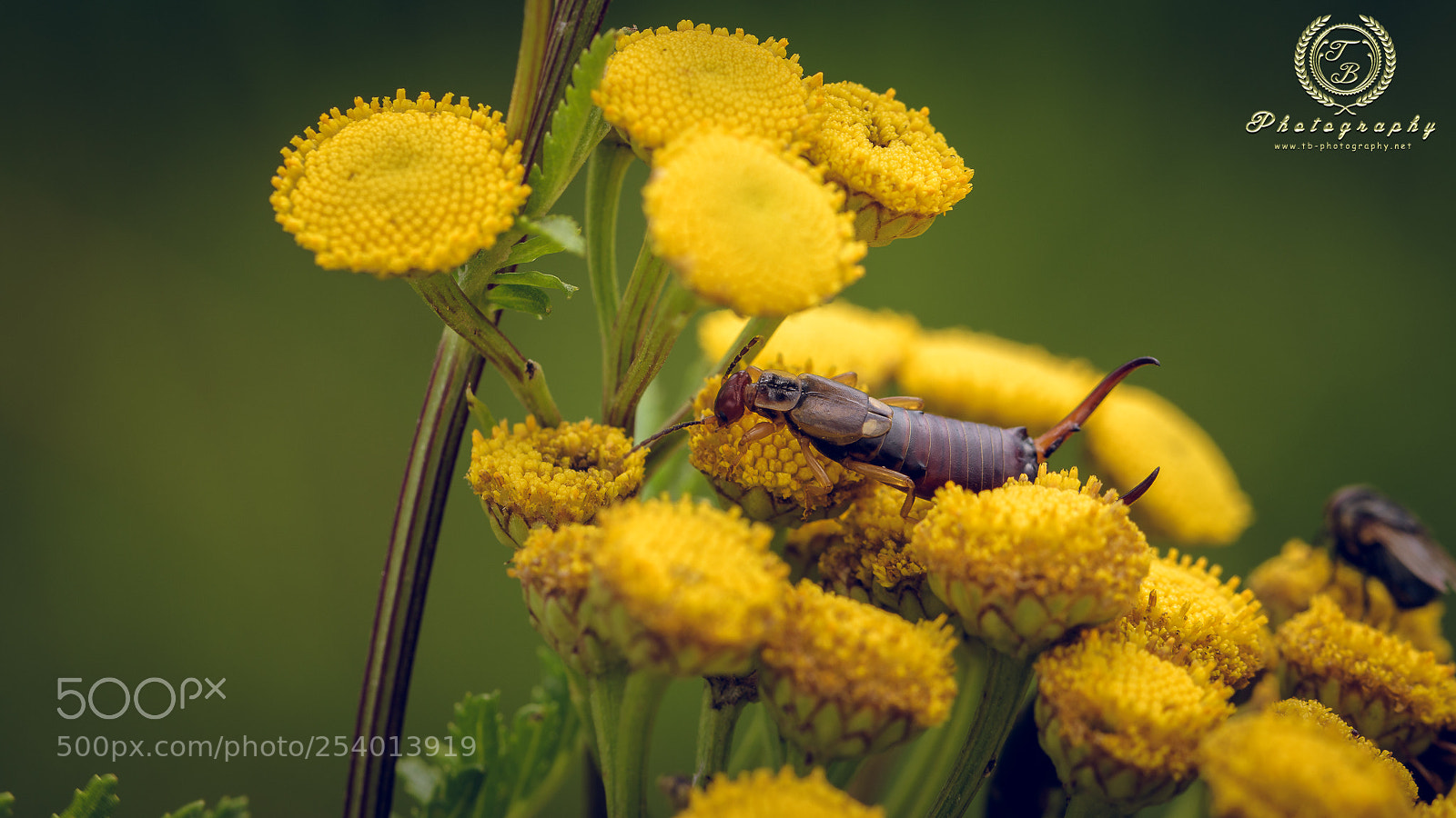 Nikon D7200 sample photo. Insektenzeit photography