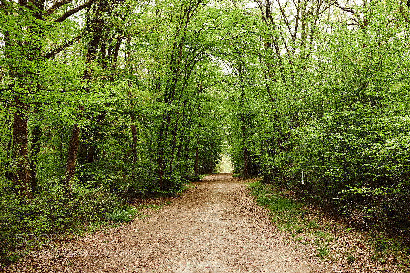 Fujifilm X-T2 sample photo. Bosque en primavera photography