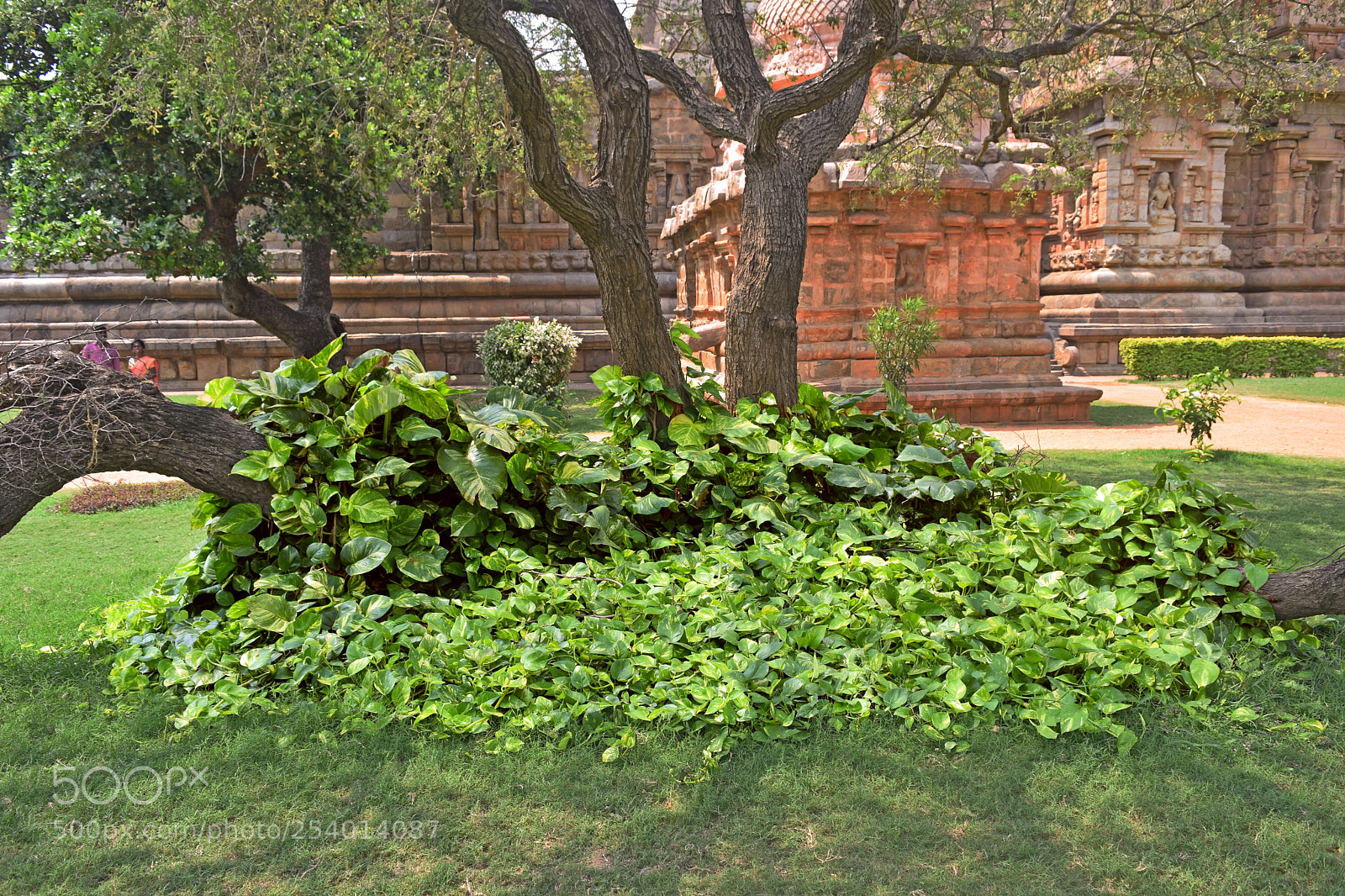 Nikon D3300 sample photo. Gangaikonda cholapuram temple photography