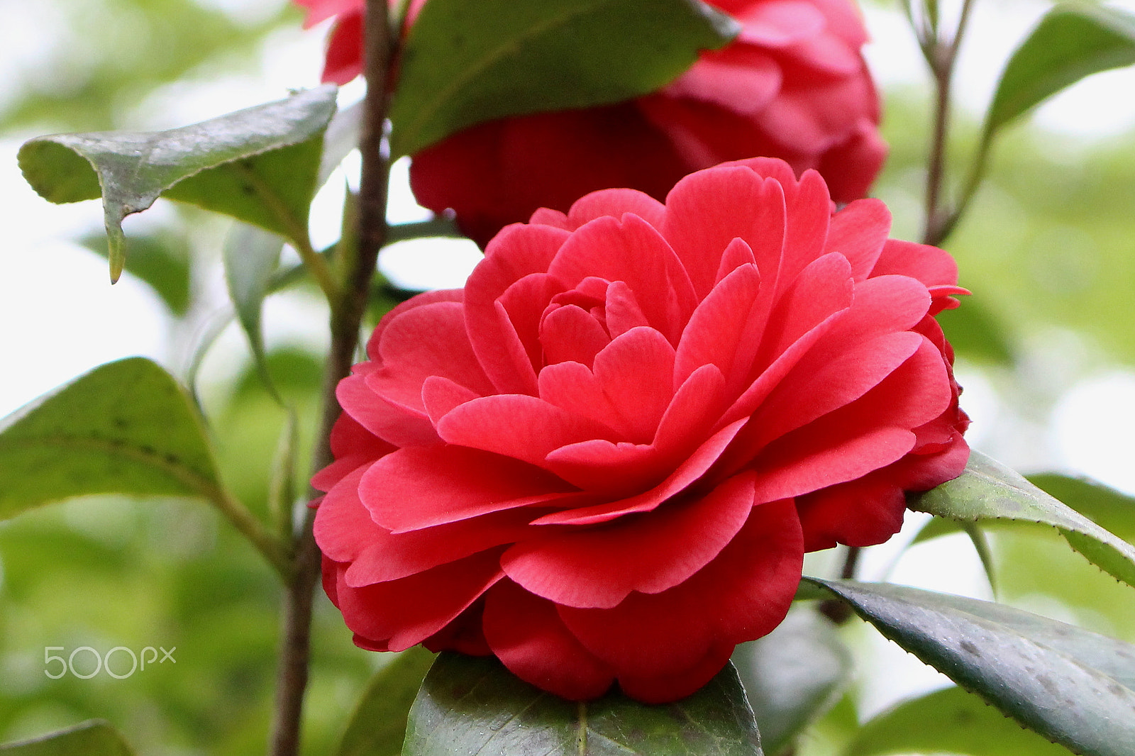 Canon EOS 100D (EOS Rebel SL1 / EOS Kiss X7) sample photo. Camellia photography