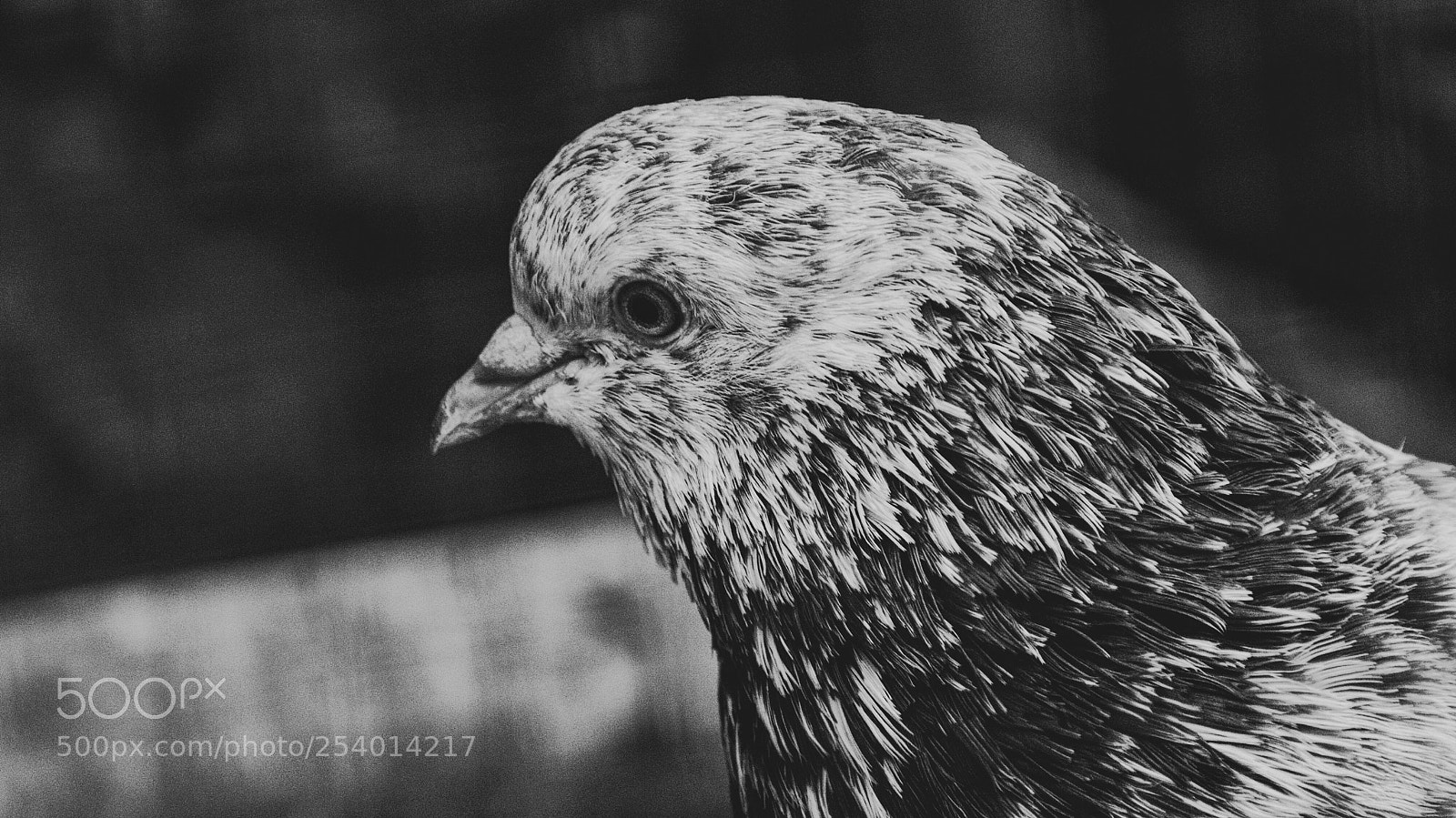 Nikon D5300 sample photo. Black & white photography