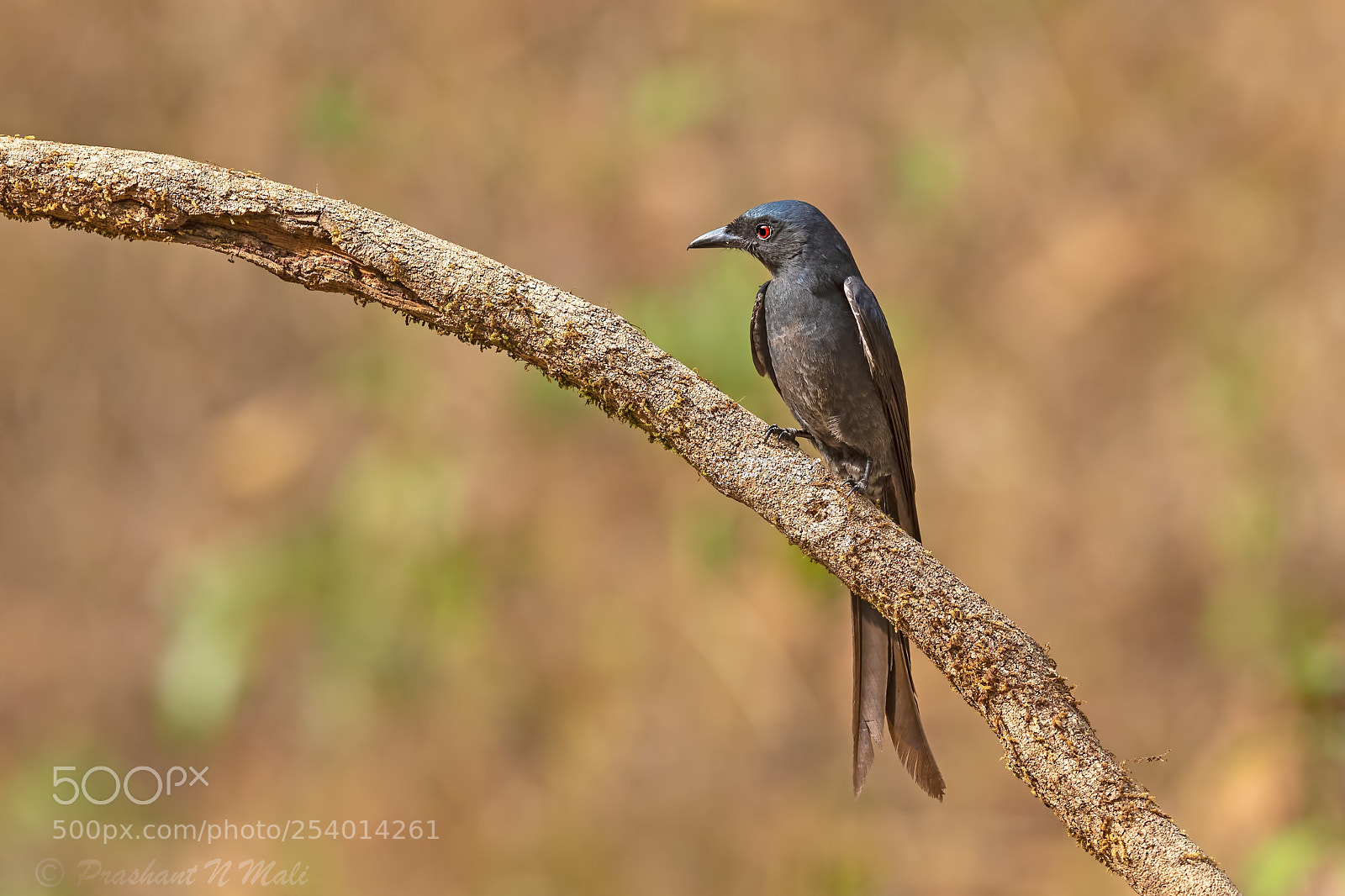 Canon EOS 5D Mark IV sample photo. Drongo photography
