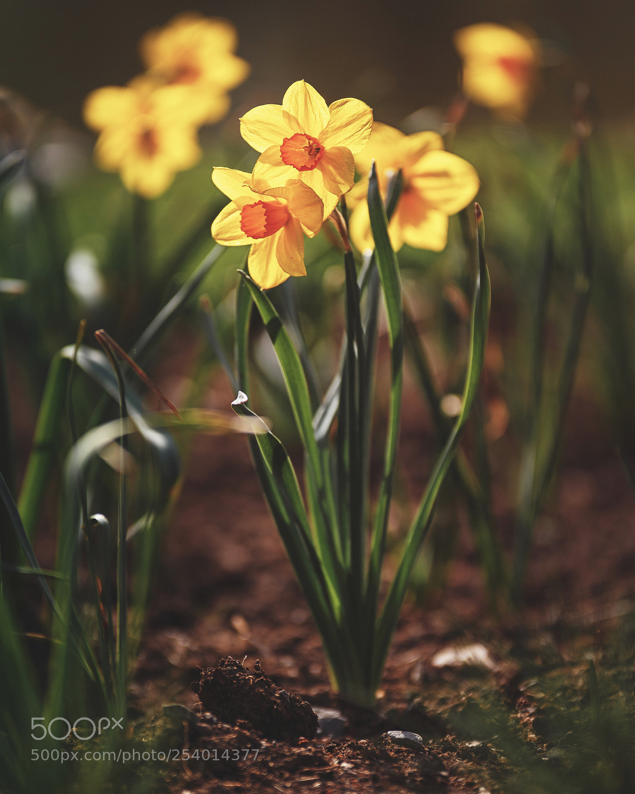 Canon EOS 6D sample photo. Springtime photography