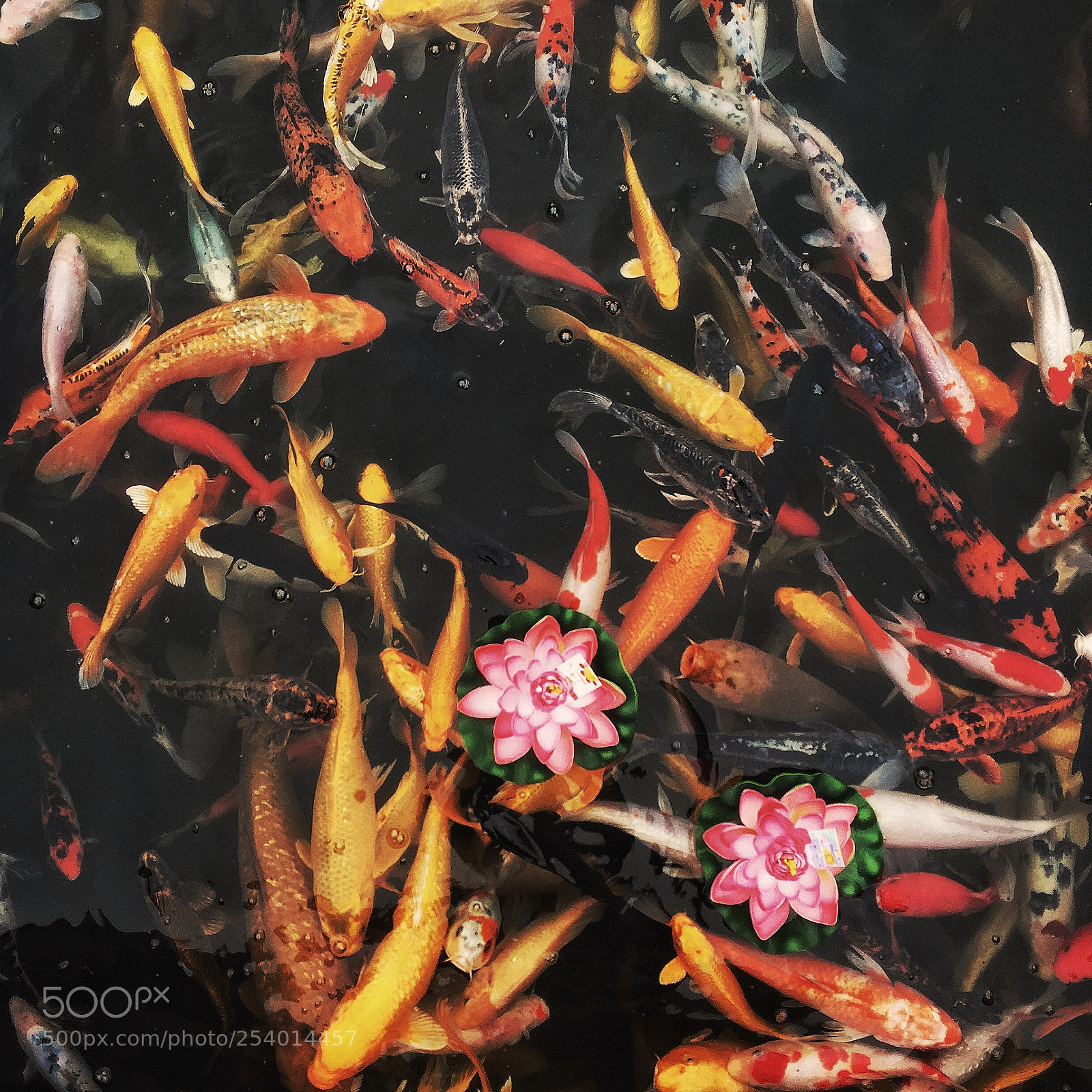 Apple iPhone 6 sample photo. Koi in temple photography