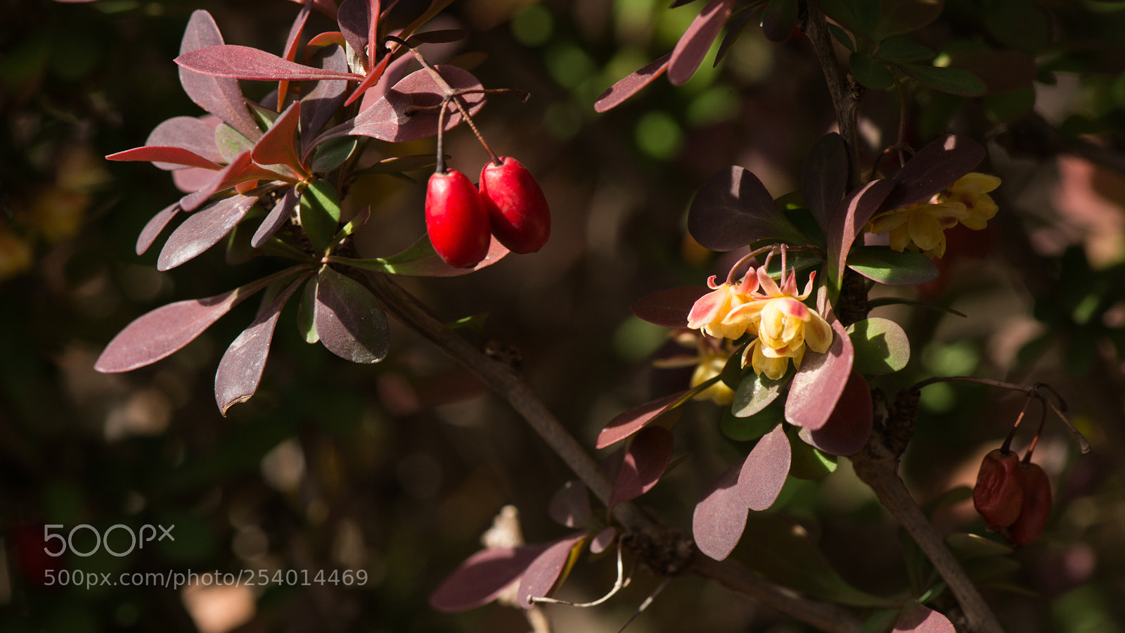 Nikon D800E sample photo. Progression of seasons photography