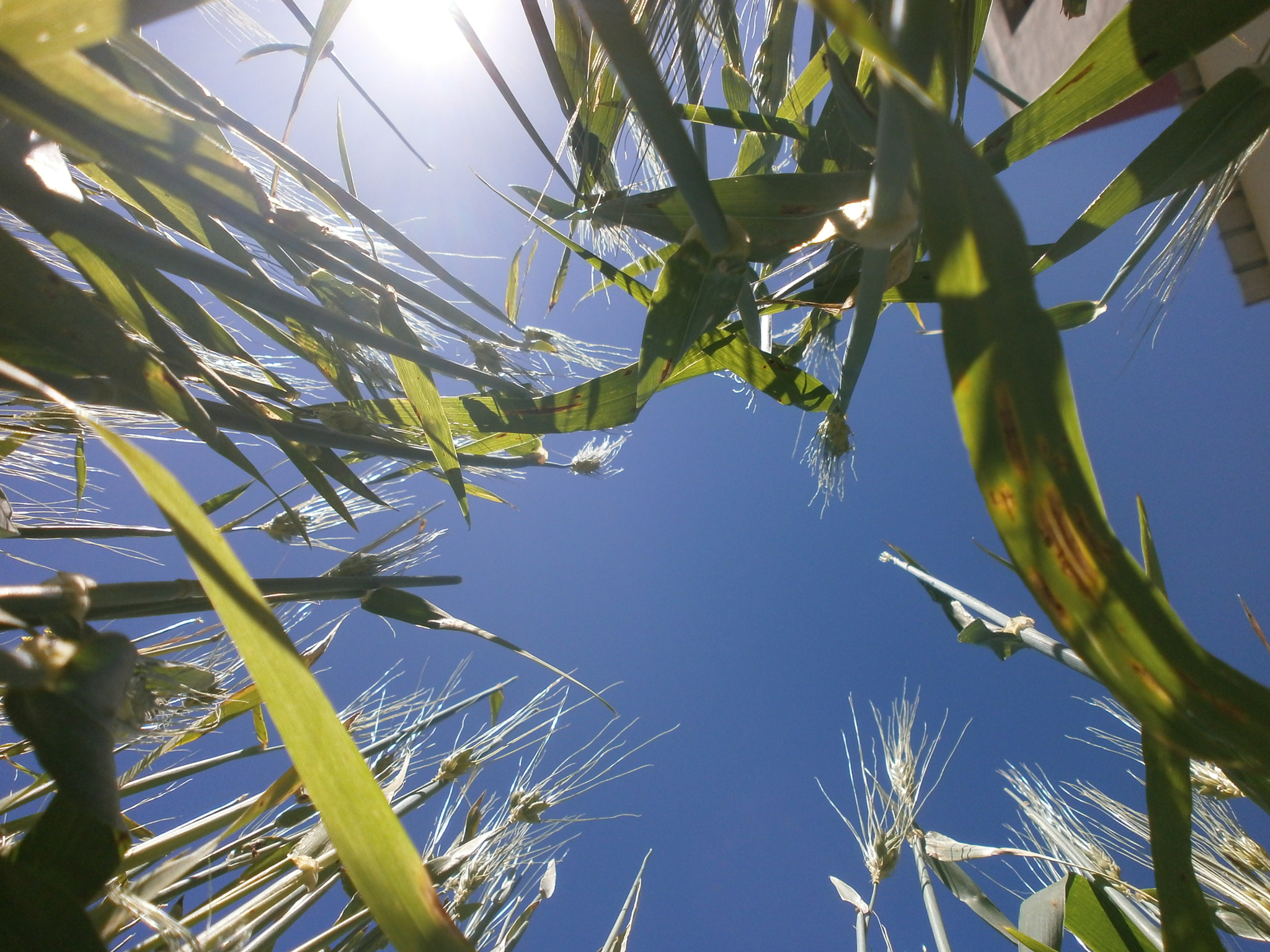 Olympus VG110,D700 sample photo. Wheat spike from khouribga maroc photography