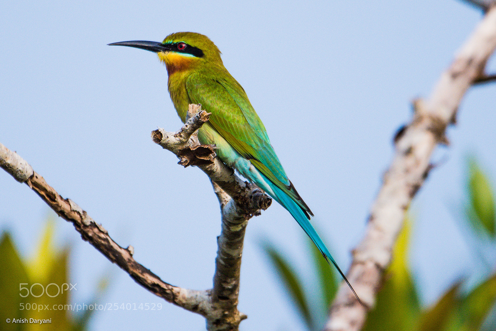 Nikon D810 sample photo. Blue-tailed bee-eater... nature's play photography