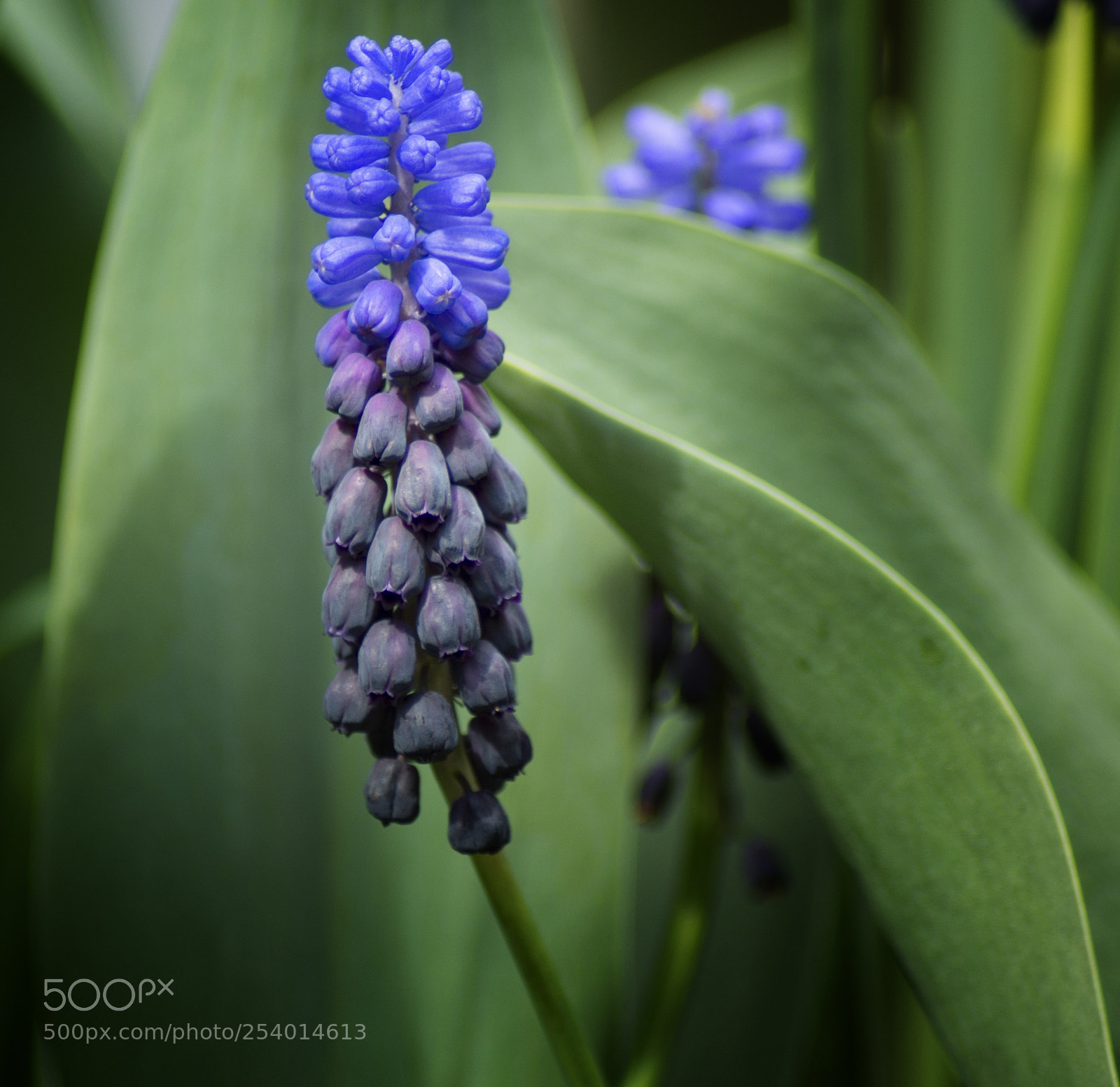 Sony SLT-A77 sample photo. Grape hyacinth photography