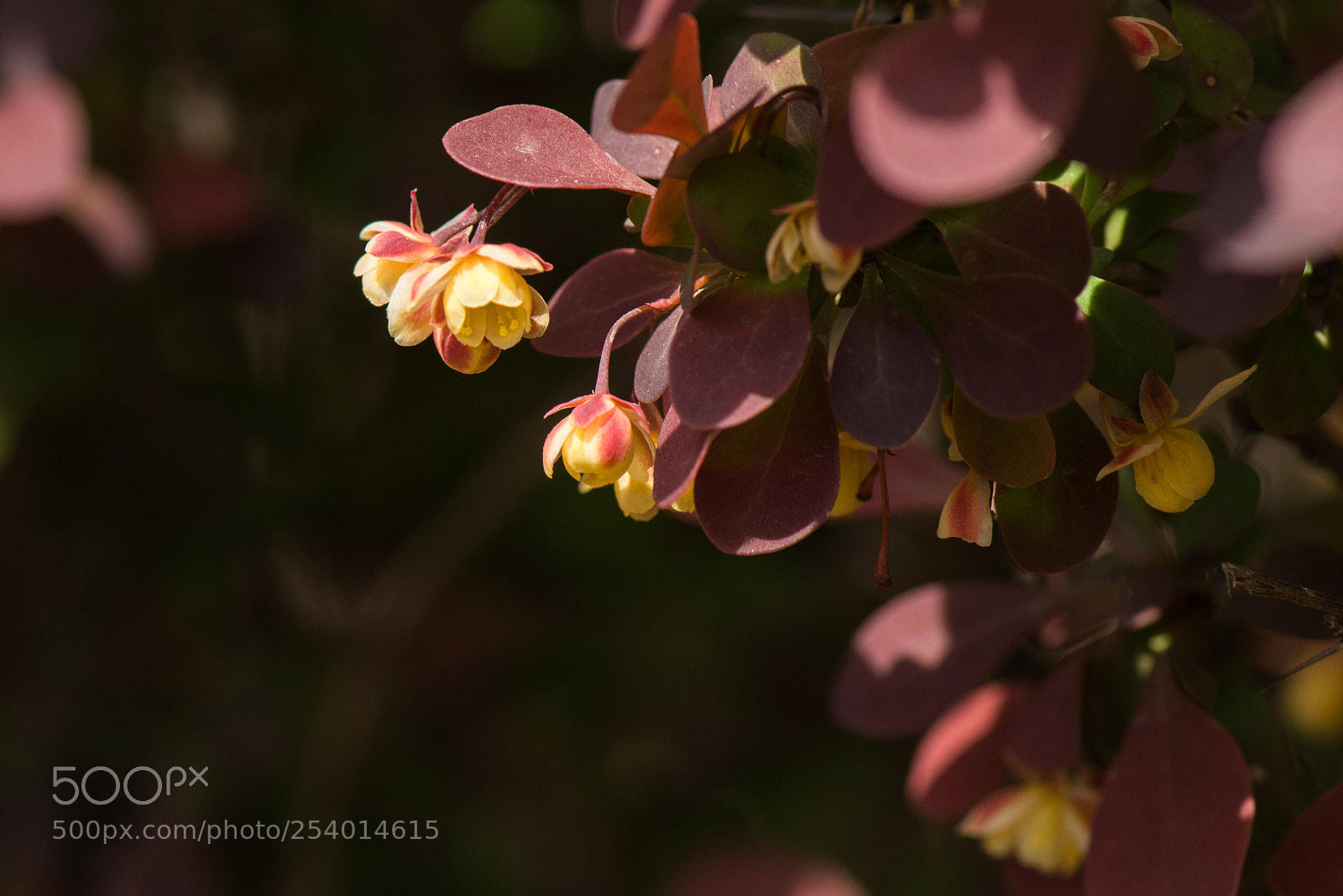Nikon D800E sample photo. Progression of seasons photography