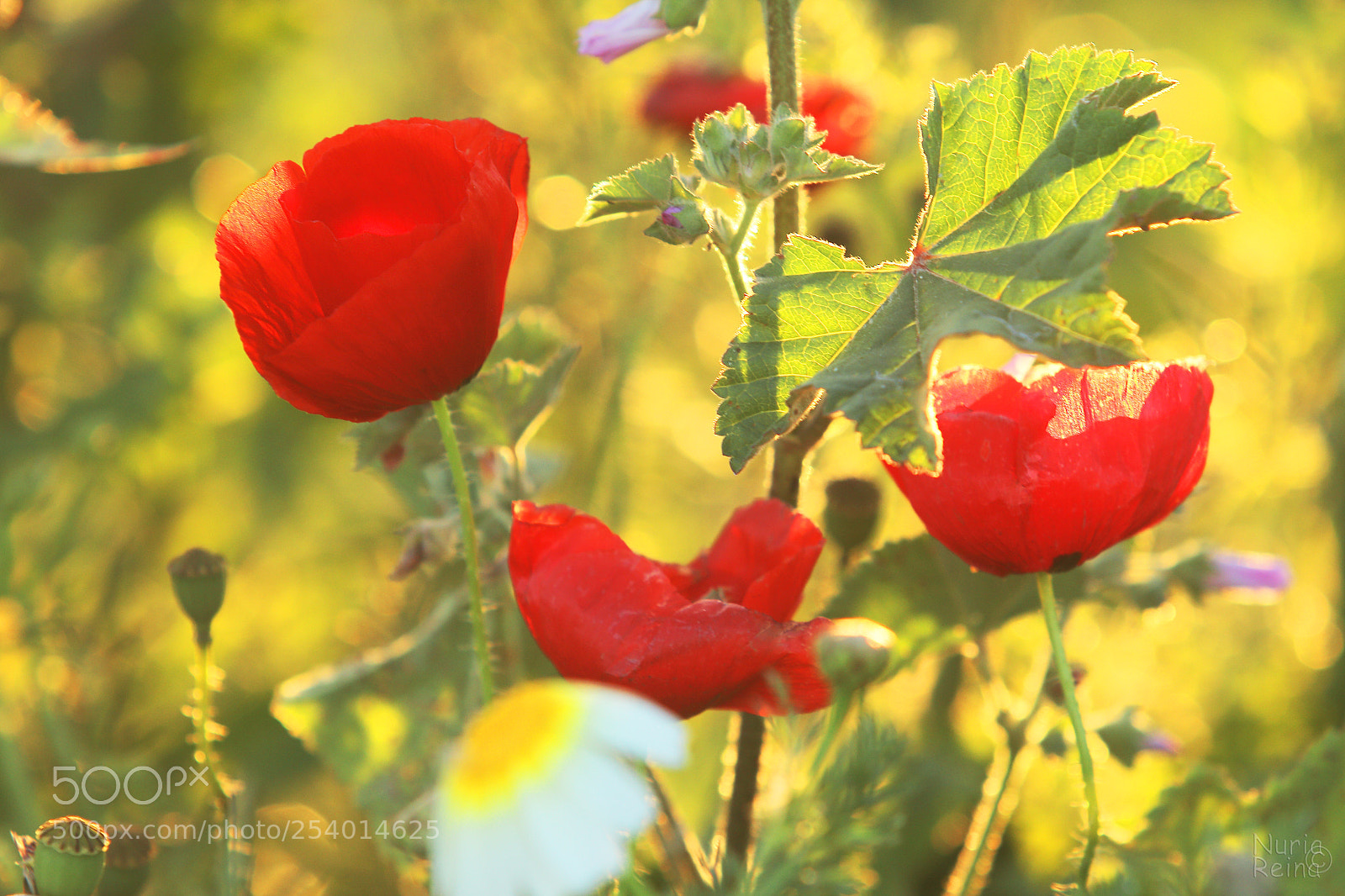 Canon EOS 70D sample photo. Feast of the poppies photography