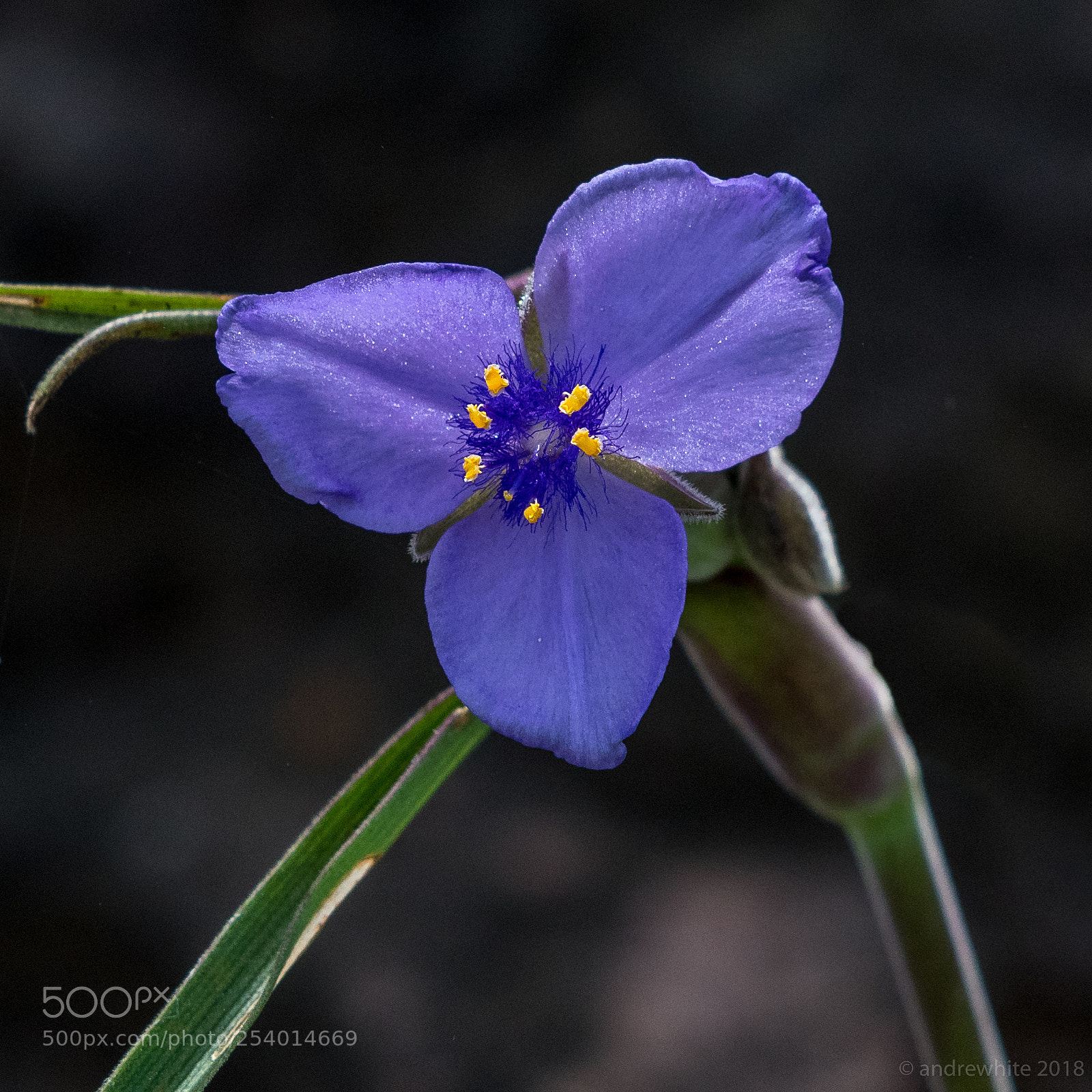 Nikon D850 sample photo. Spiderwort photography