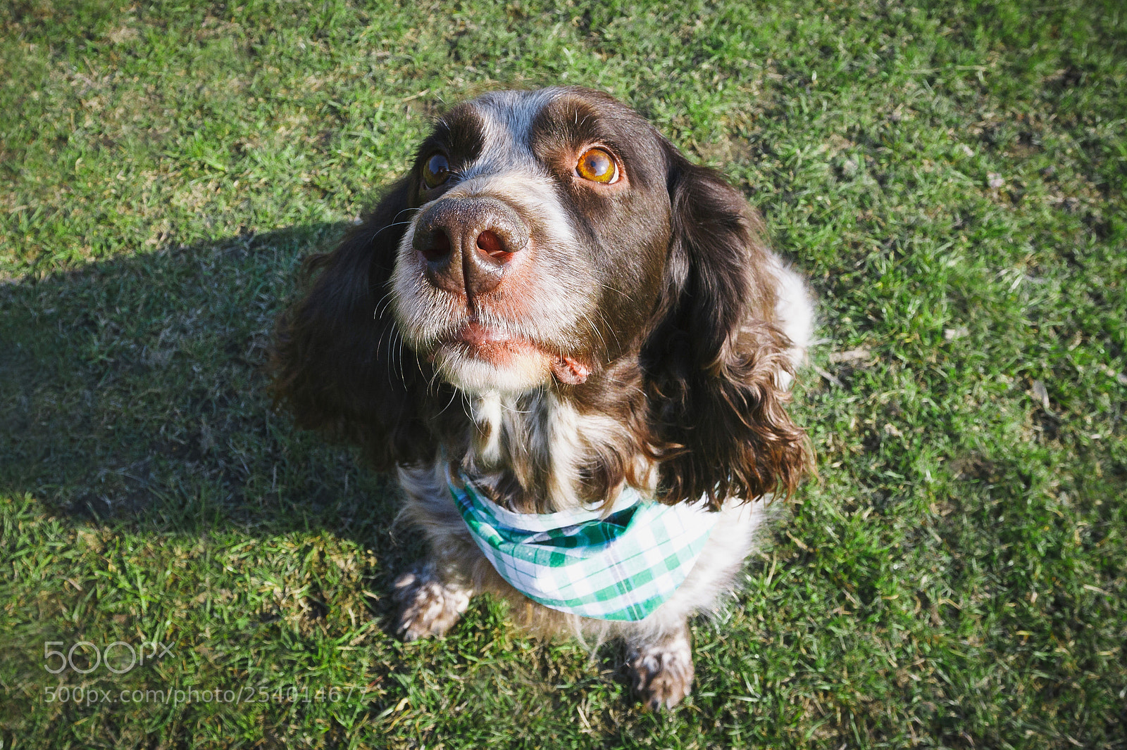 Canon EOS 450D (EOS Rebel XSi / EOS Kiss X2) sample photo. Brown spotted russian spaniel photography