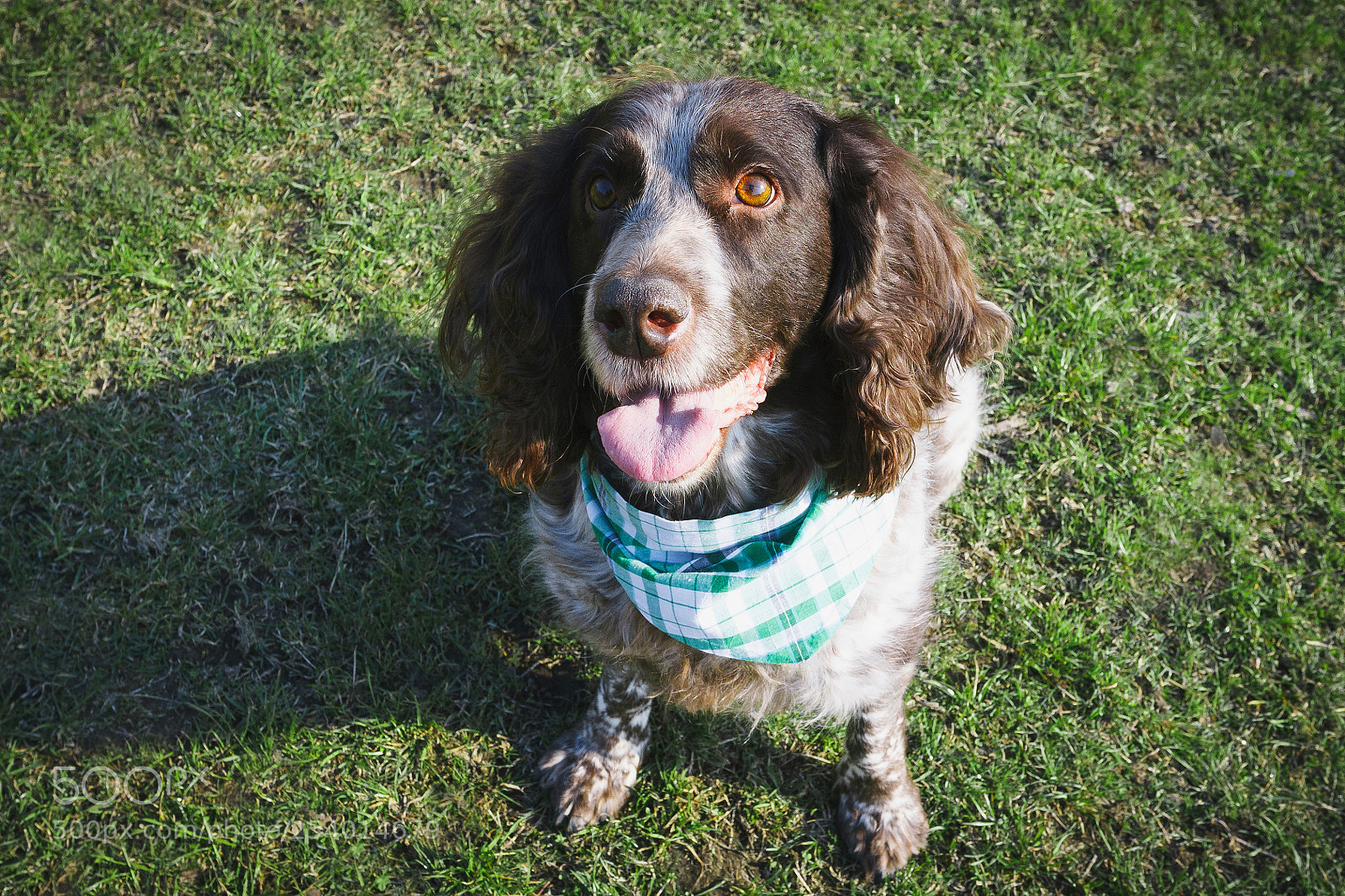 Canon EOS 450D (EOS Rebel XSi / EOS Kiss X2) sample photo. Brown spotted russian spaniel photography