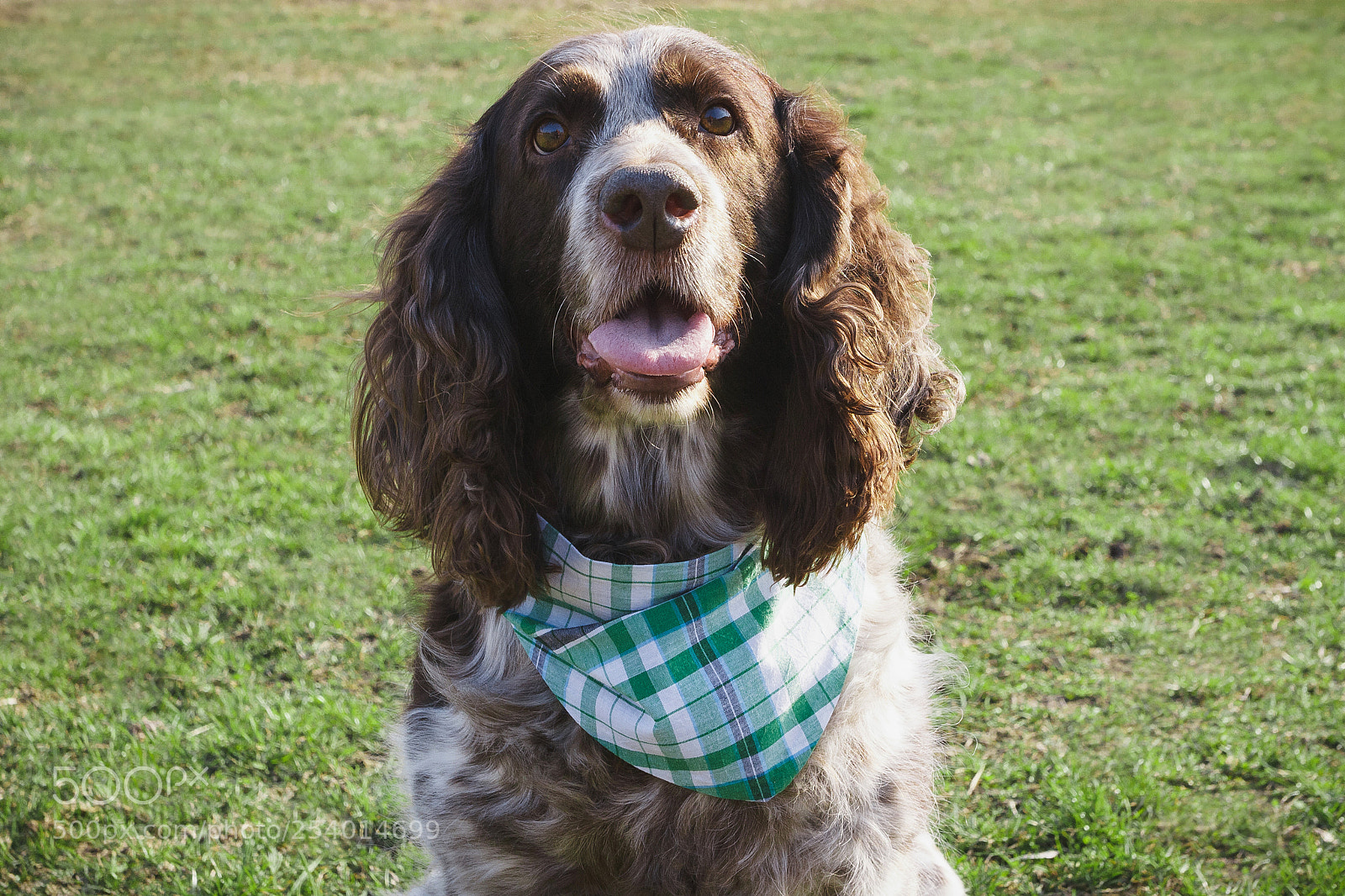 Canon EOS 450D (EOS Rebel XSi / EOS Kiss X2) sample photo. Brown spotted russian spaniel photography