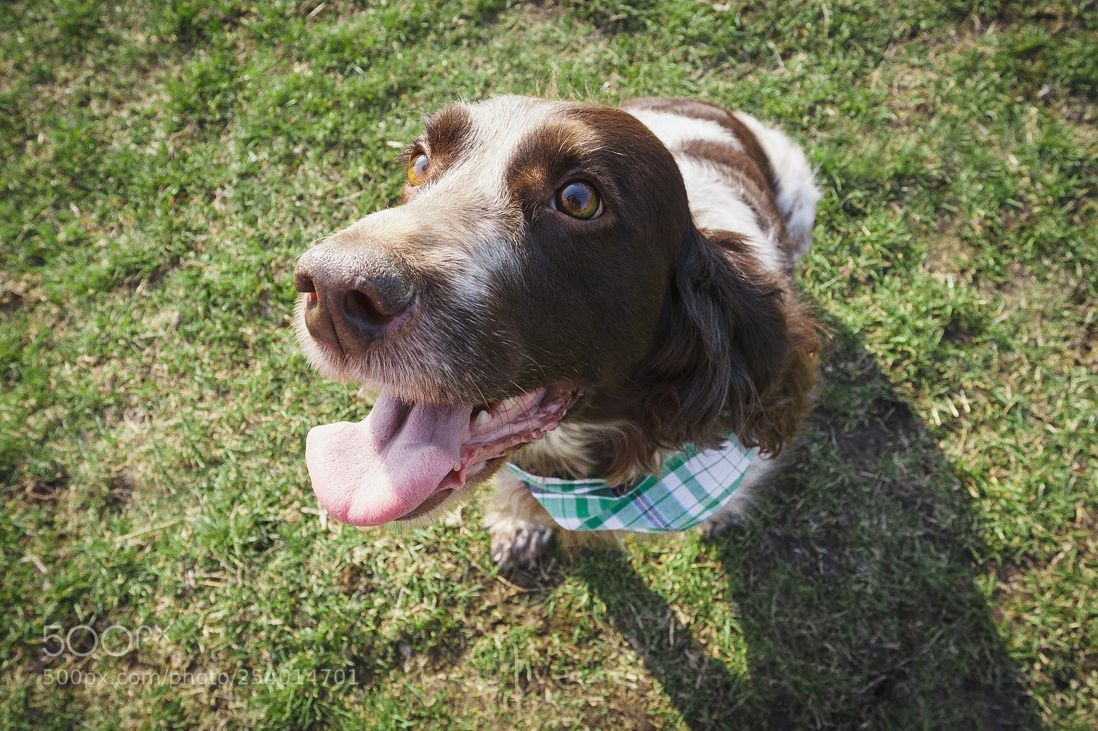 Canon EOS 450D (EOS Rebel XSi / EOS Kiss X2) sample photo. Brown spotted russian spaniel photography