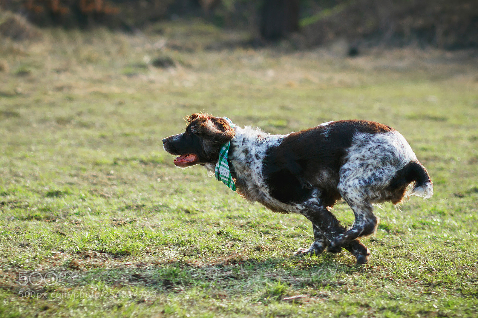 Canon EOS 600D (Rebel EOS T3i / EOS Kiss X5) sample photo. Brown spotted russian spaniel photography