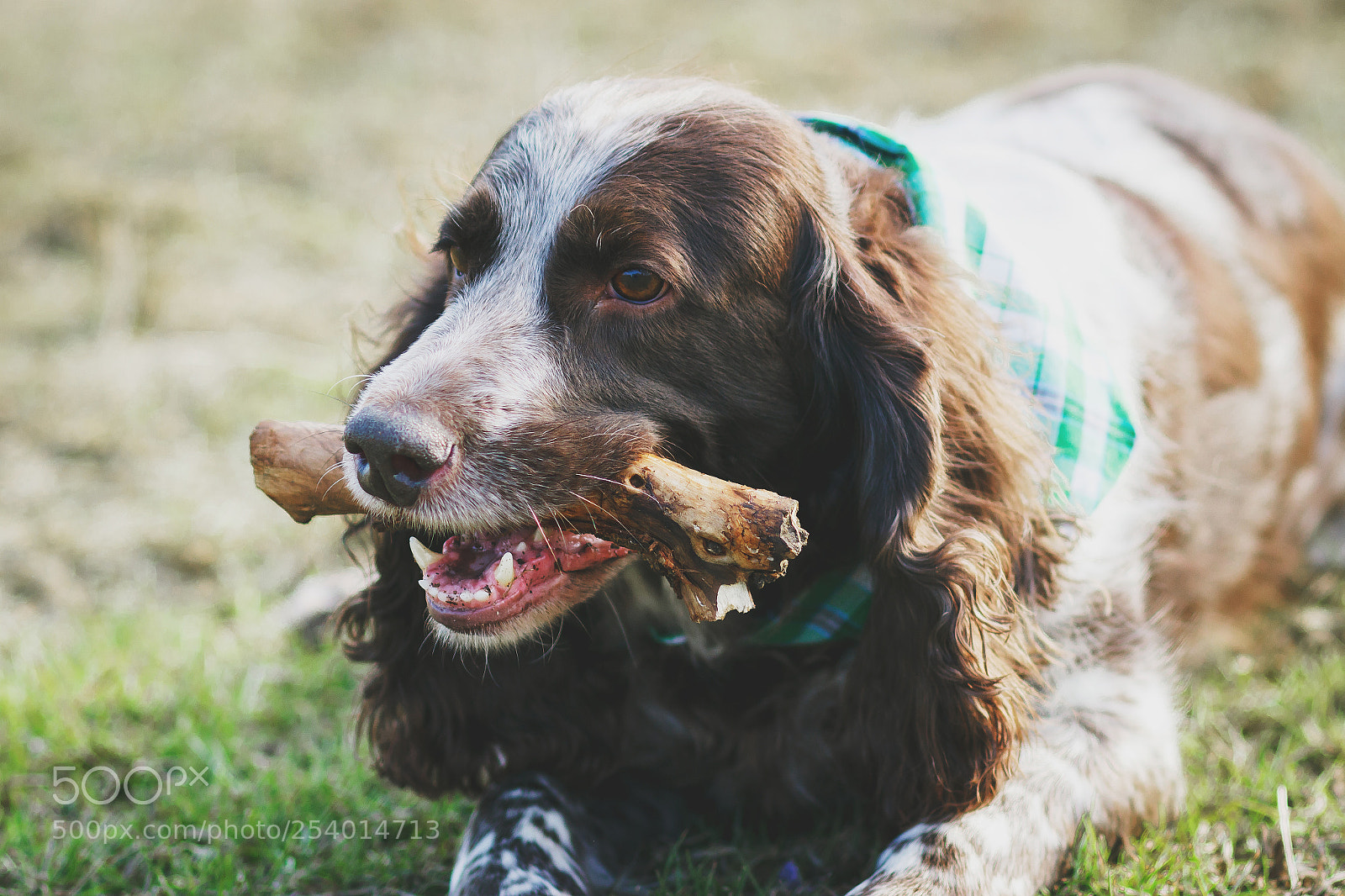 Canon EOS 600D (Rebel EOS T3i / EOS Kiss X5) sample photo. Brown spotted russian spaniel photography