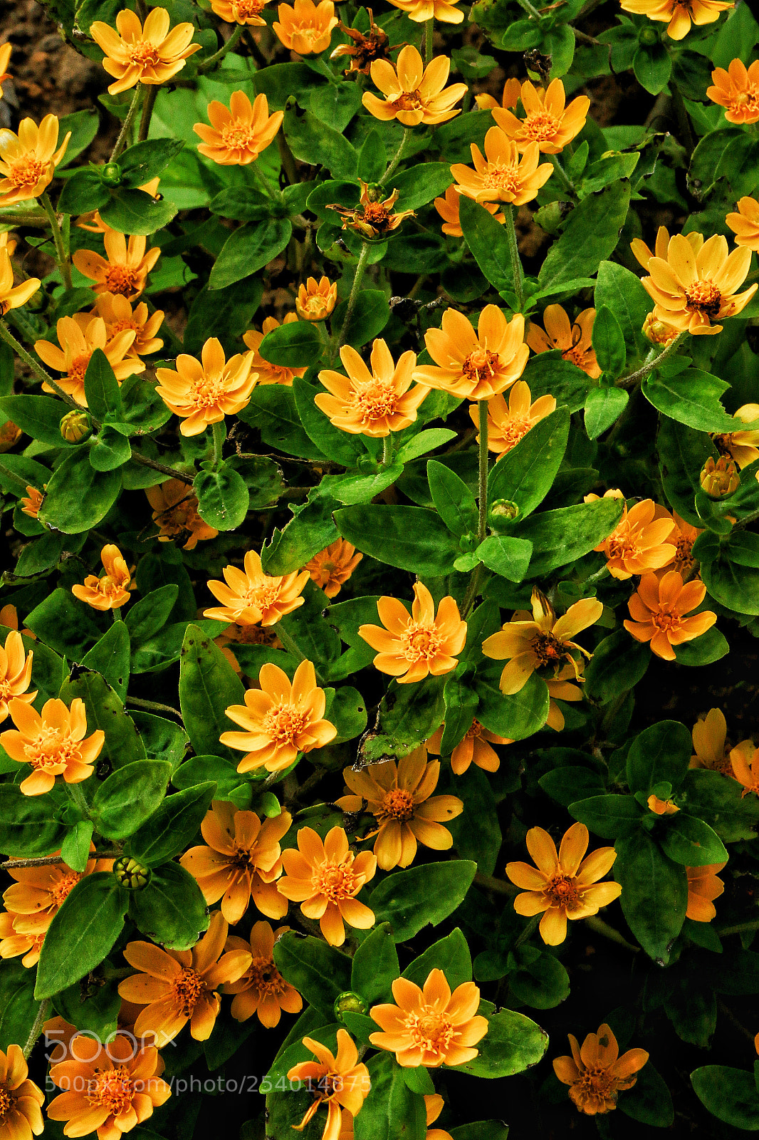 Canon EOS 70D sample photo. Untitled photography