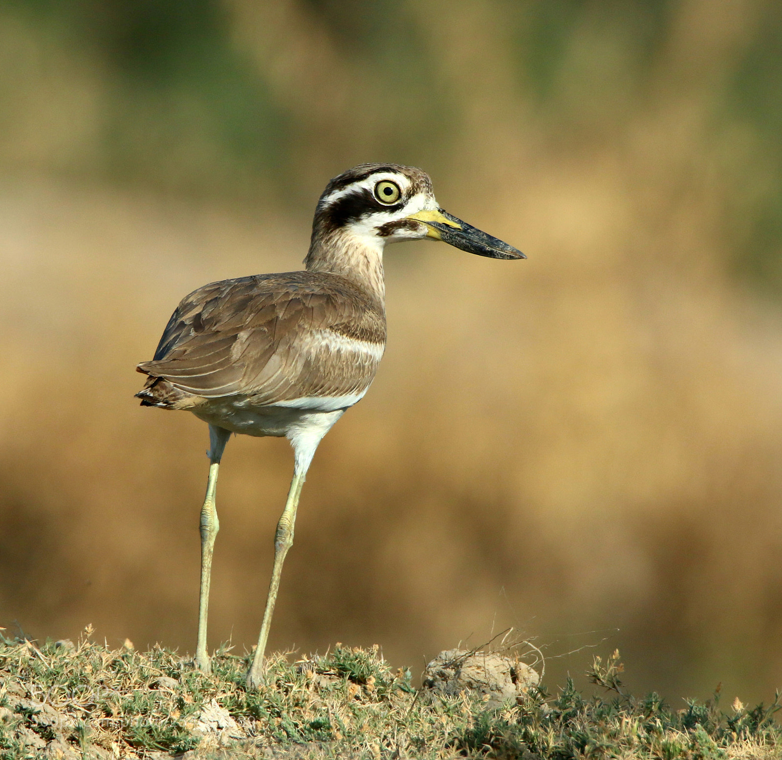 Canon EOS 70D sample photo. Great thick knee photography