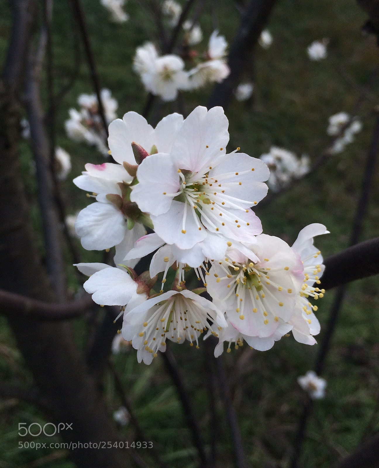 Apple iPhone 5s sample photo. Pure photography